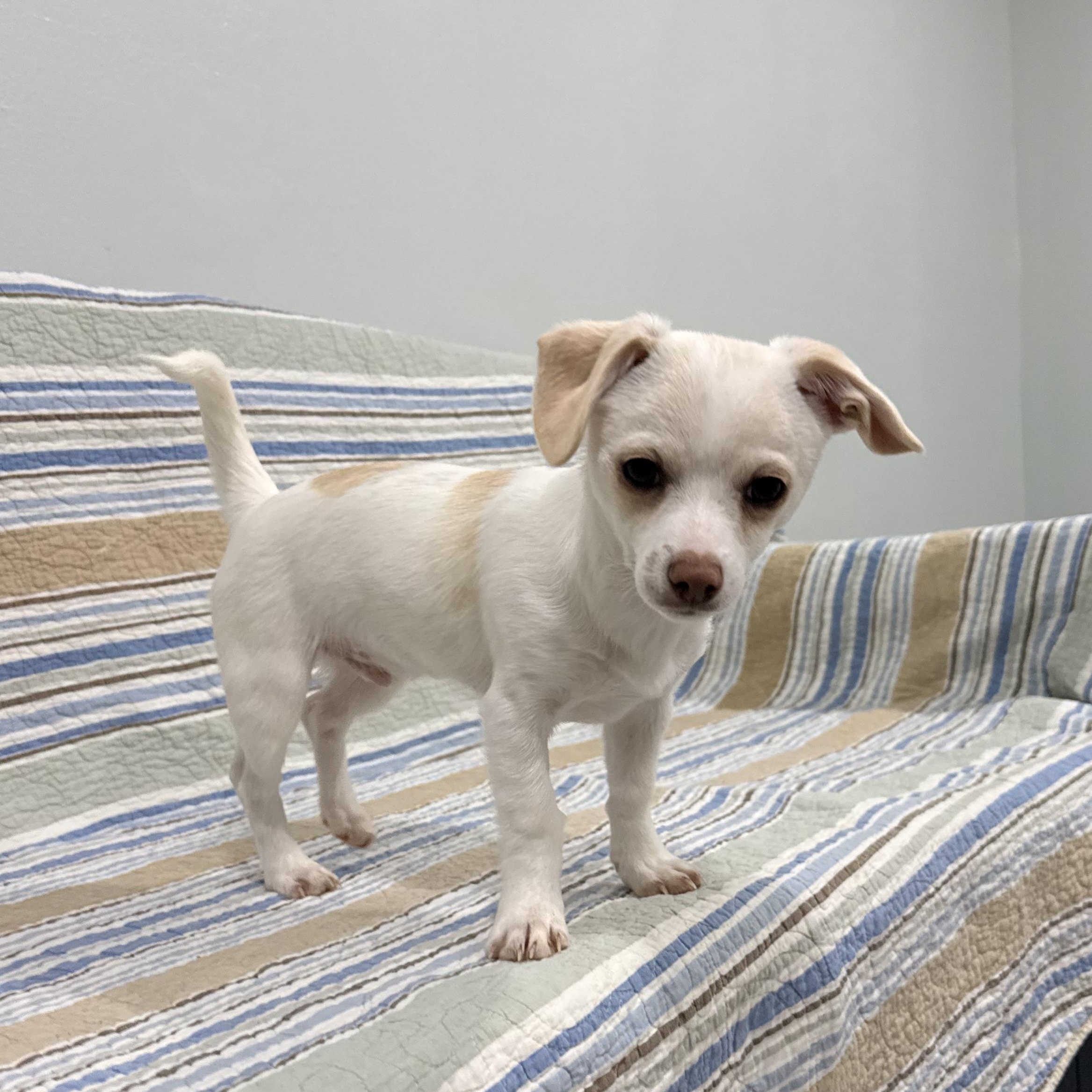 Oden, an adopted mixed breed in Copiague, NY image 1/4