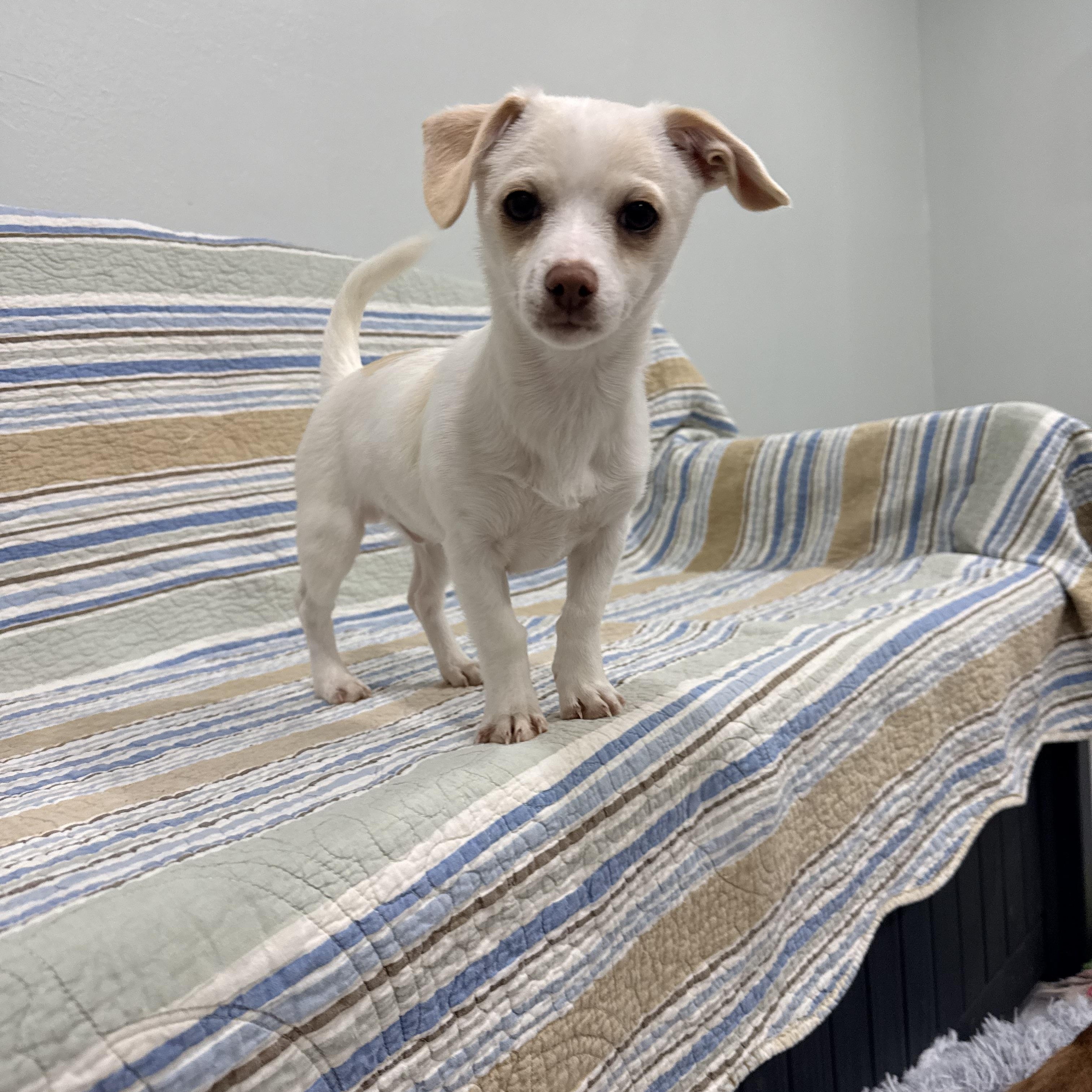 Oden, an adopted mixed breed in Copiague, NY image 3/4