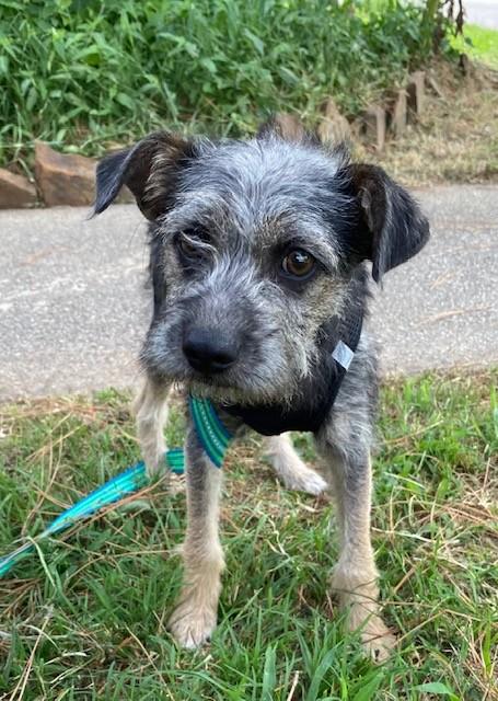 Tramp, an adoptable Irish Terrier & Cairn Terrier Mix in Oklahoma City, OK_image-1