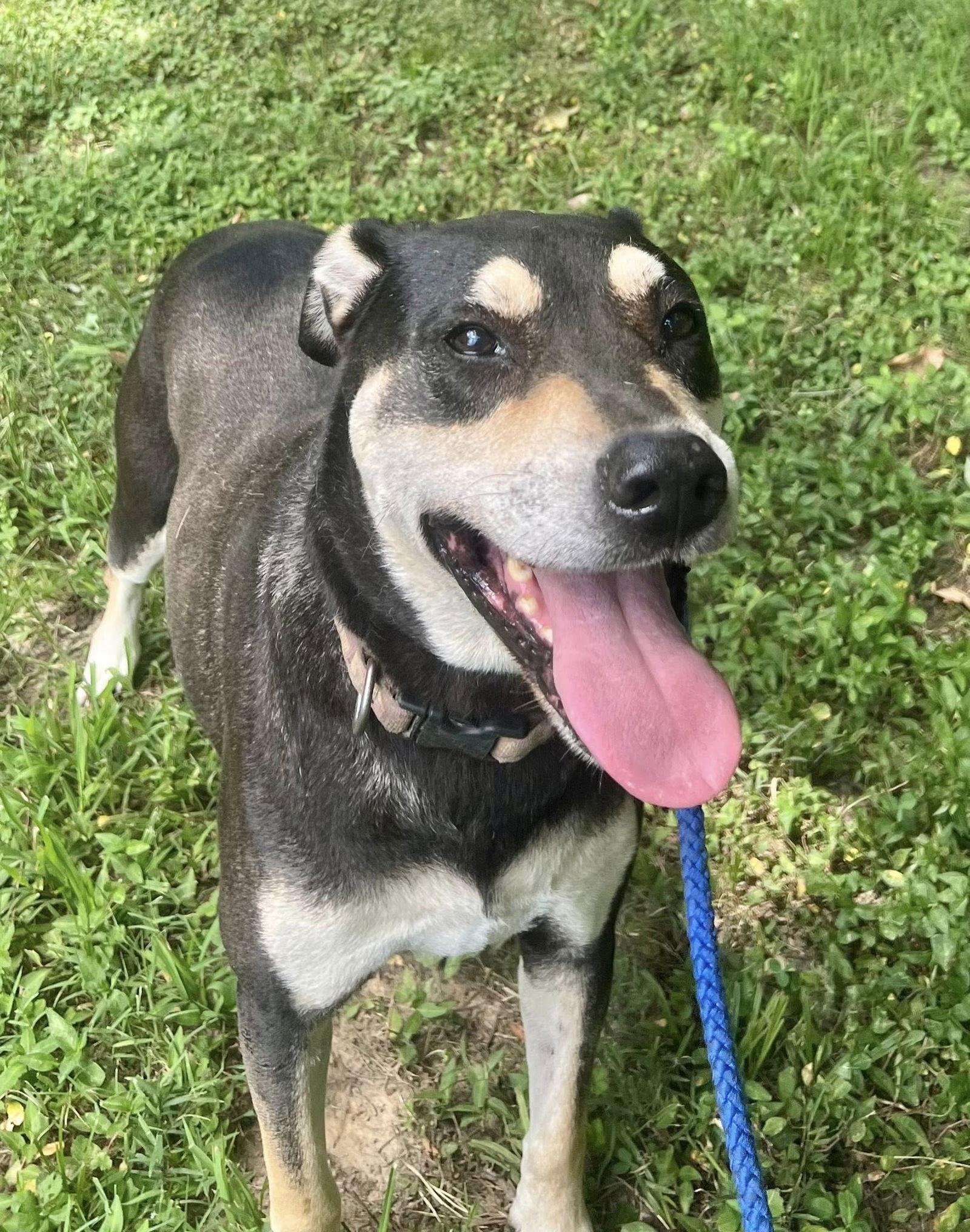 DeBo, Adoptable, Senior Male Hound & Rottweiler.