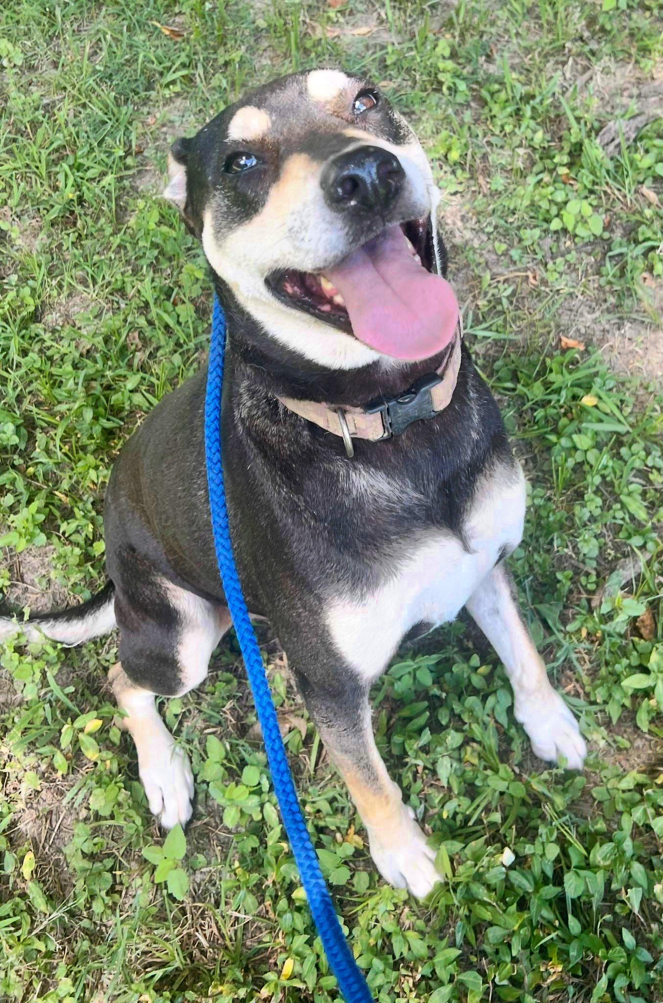 DeBo, a Adoptable mixed breed in Munford, TN image 2/6