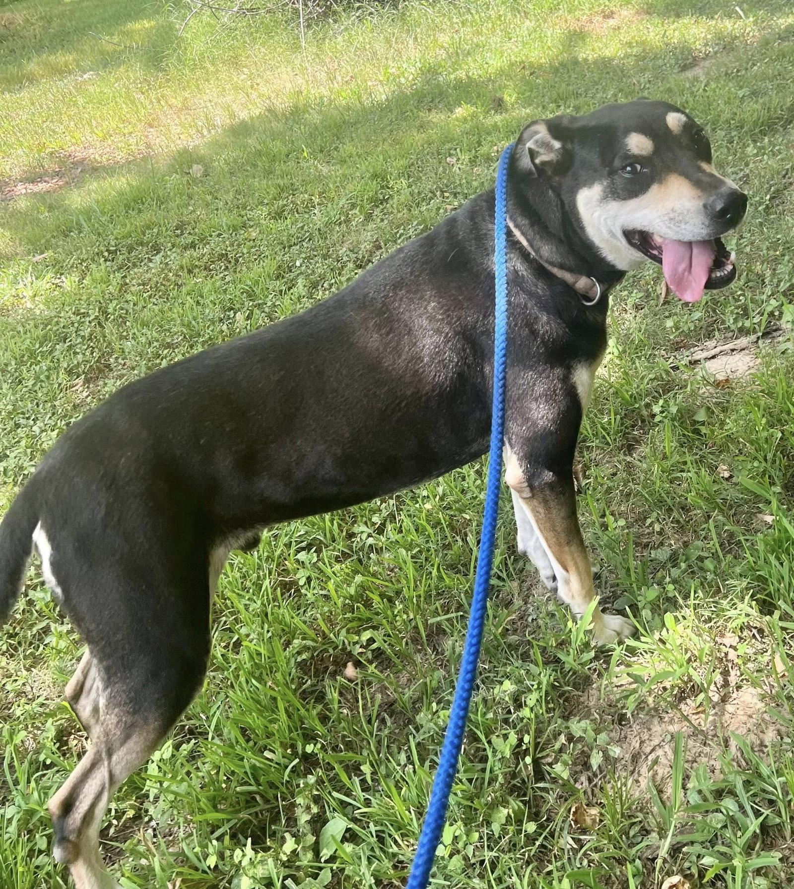 DeBo, Adoptable, Adult Male Hound.