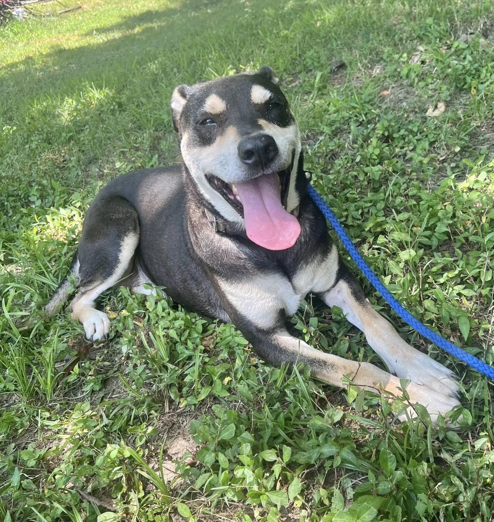 DeBo, a Adoptable mixed breed in Munford, TN image 3/6