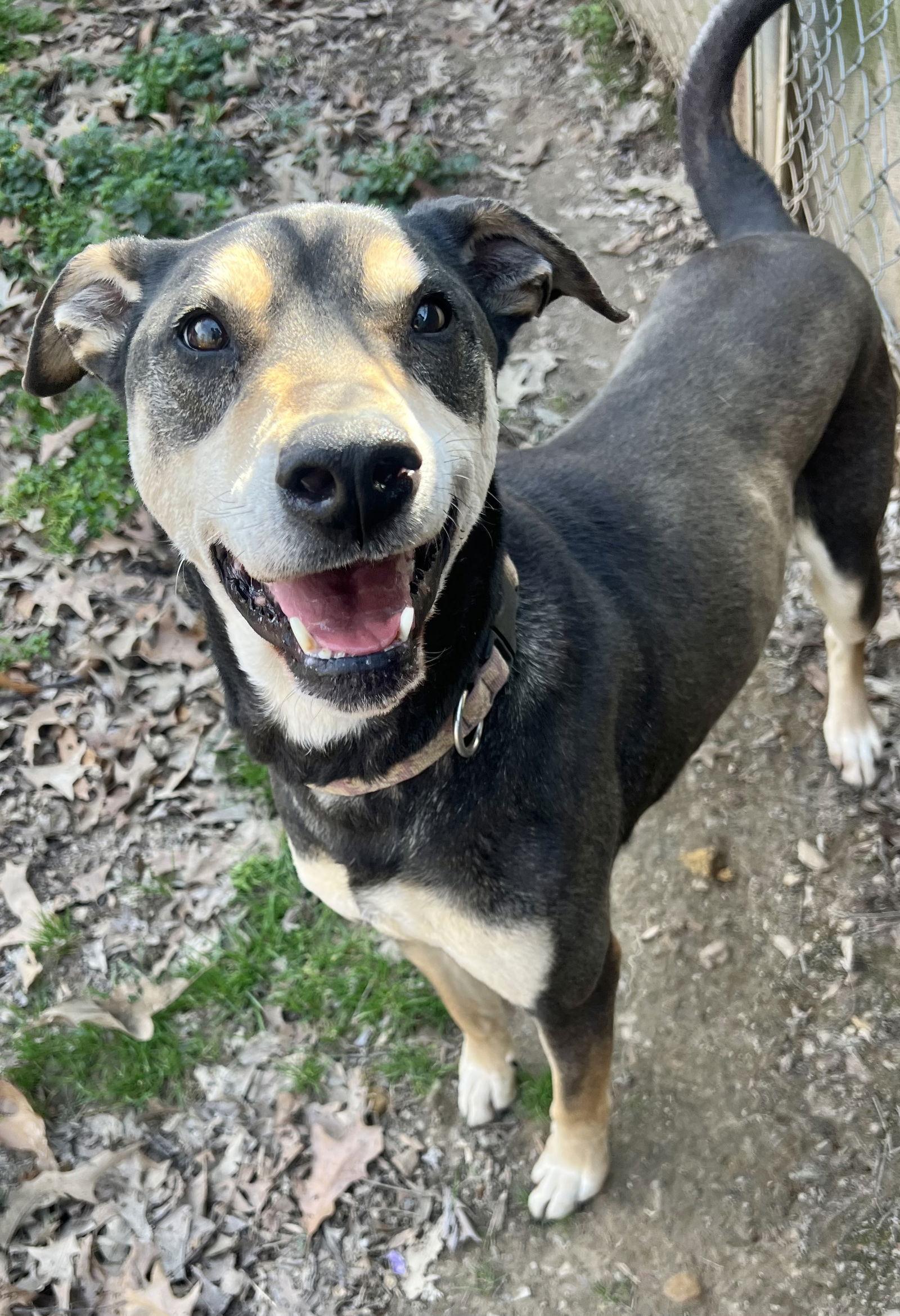 DeBo, Adoptable, Senior Male Hound & Rottweiler.