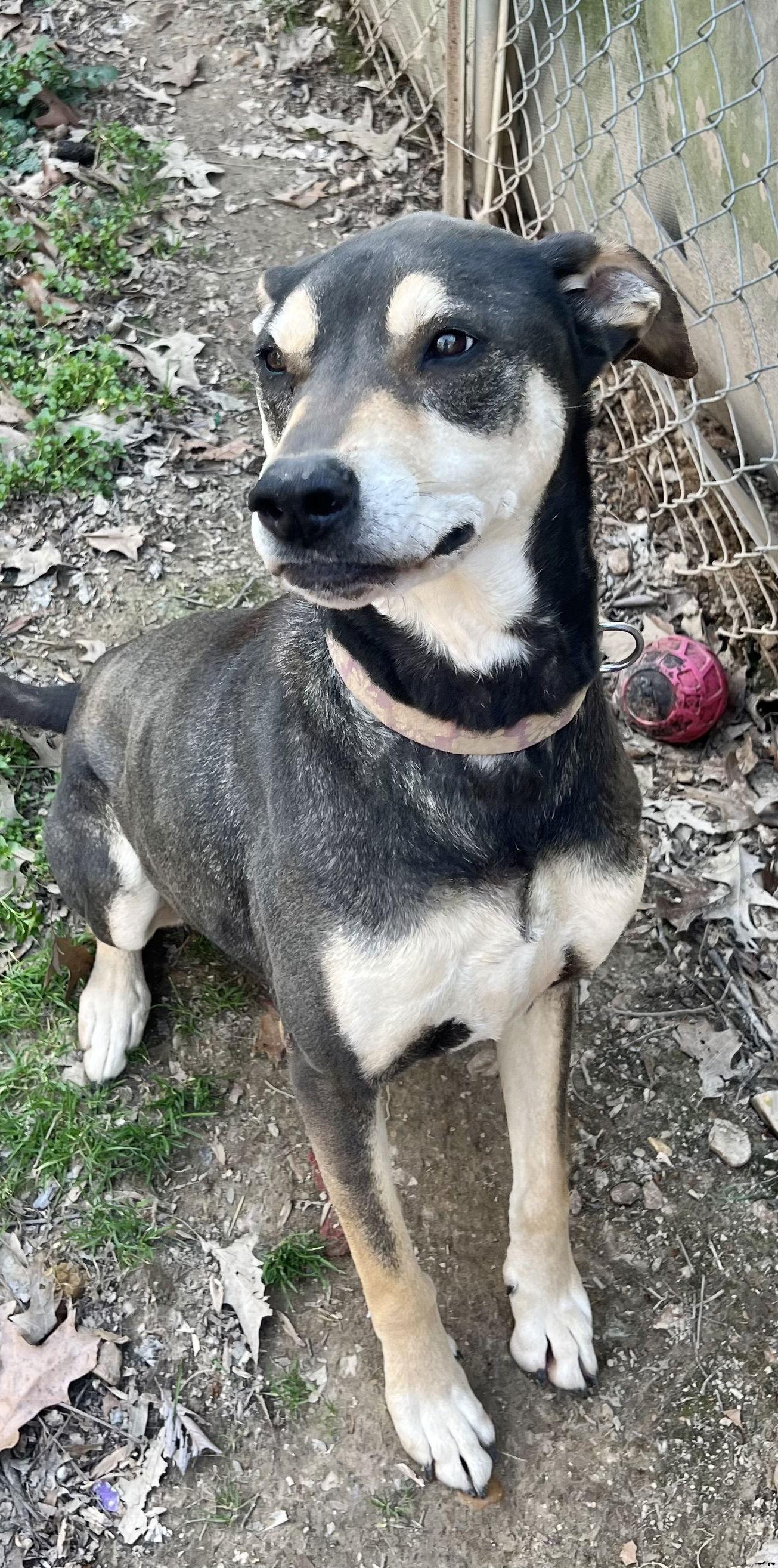 Enlarge DeBo, a Adoptable mixed breed in Munford, TN image 2/3