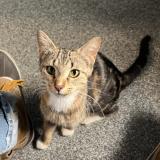 Lillian C21462, Adult Female Domestic Short Hair