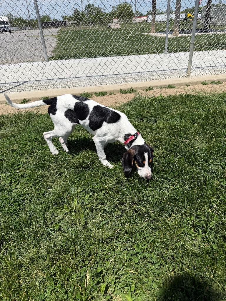 McKenna, Adoptable, Puppy Female Treeing Walker Coonhound.