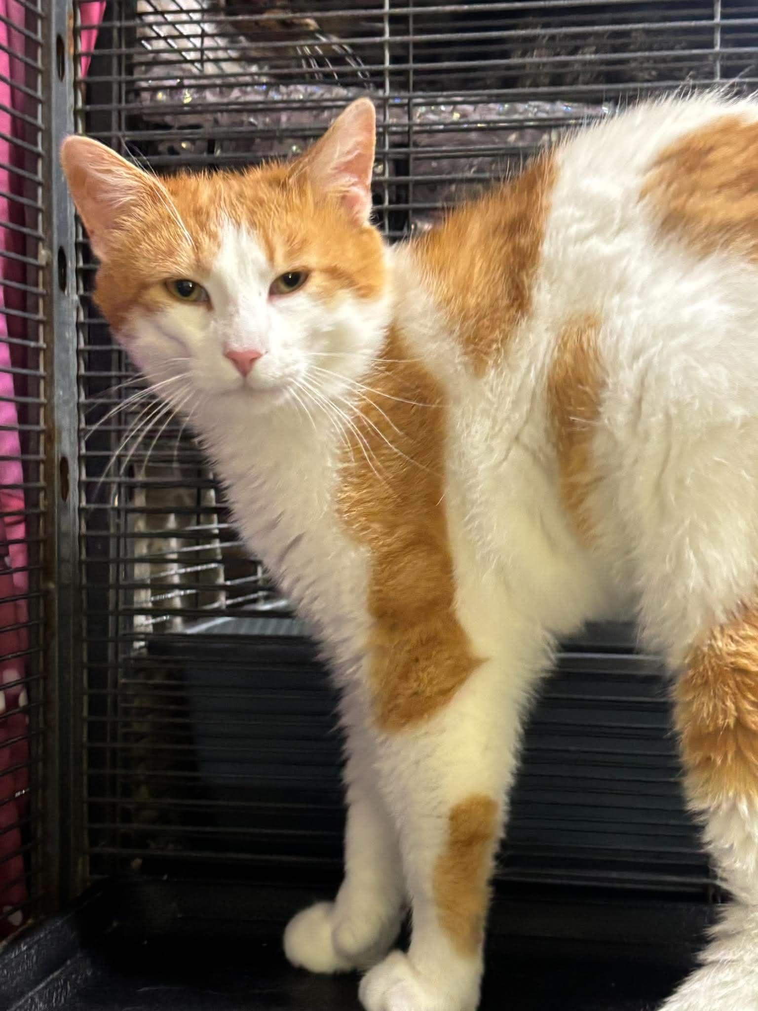 ANGUS, a Adoptable Domestic Short Hair in Tillsonburg, ON image 2/5