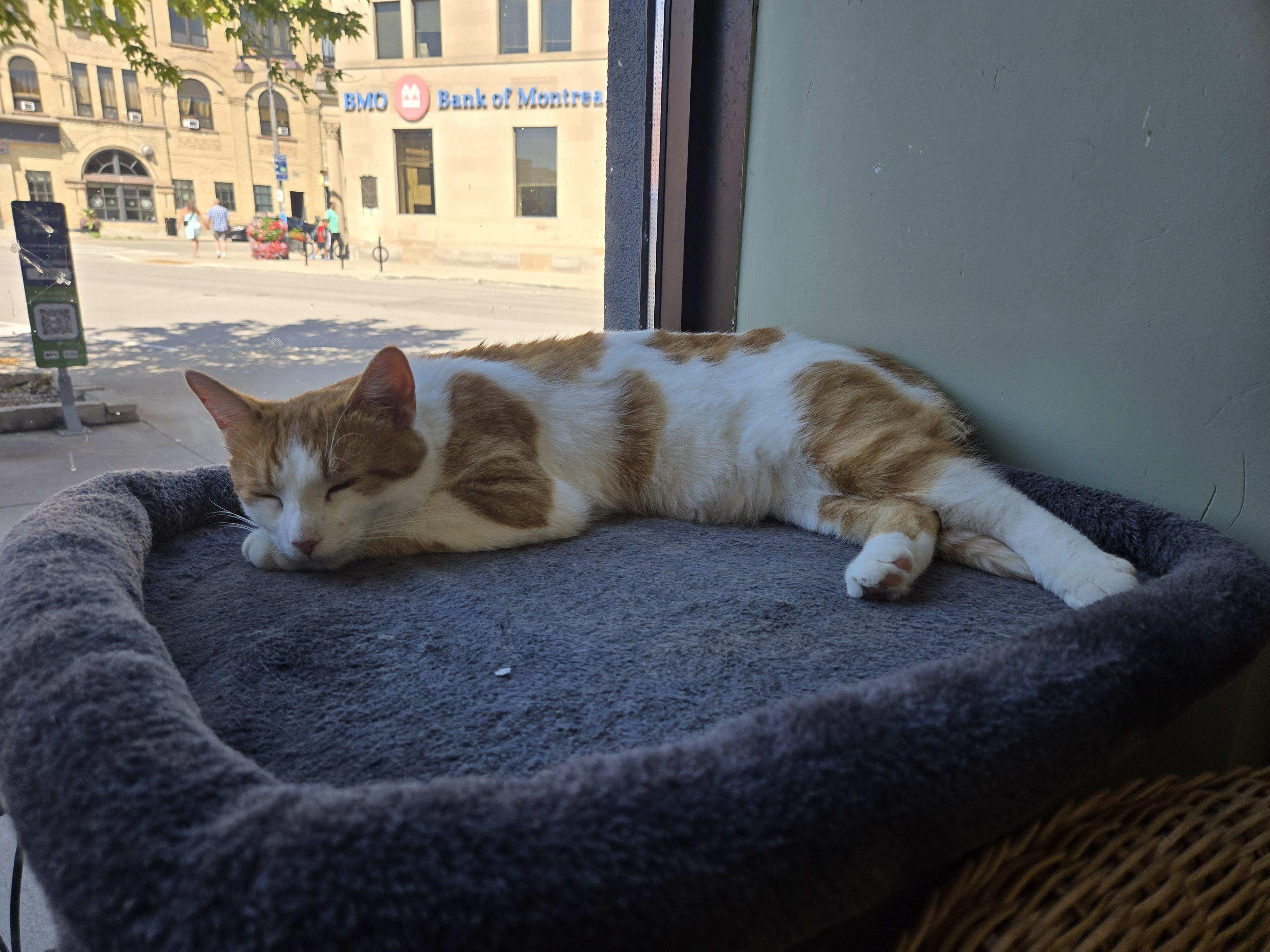 ANGUS, a Adoptable Domestic Short Hair in Tillsonburg, ON image 6/6