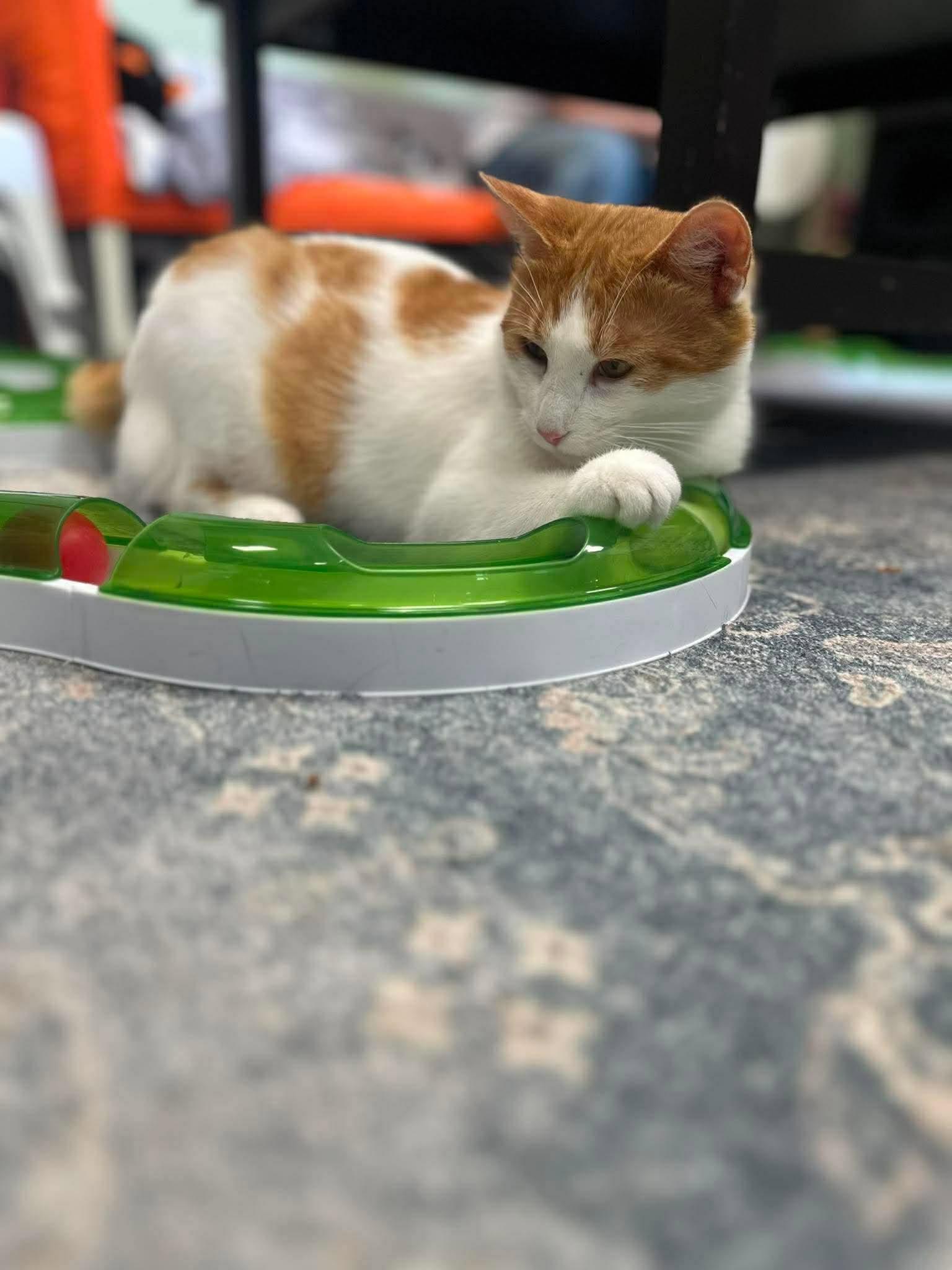 ANGUS, a Adoptable Domestic Short Hair in Tillsonburg, ON image 3/6