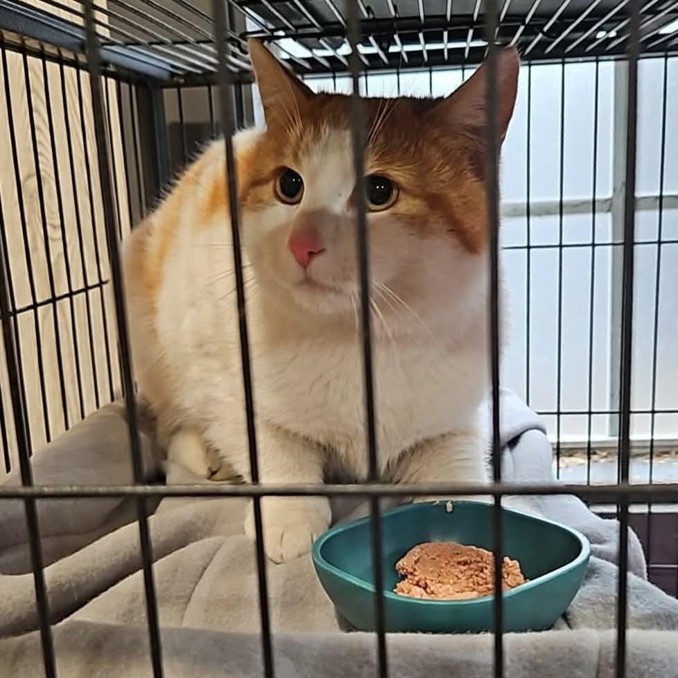 ANGUS, a Adoptable Domestic Short Hair in Tillsonburg, ON image 3/5