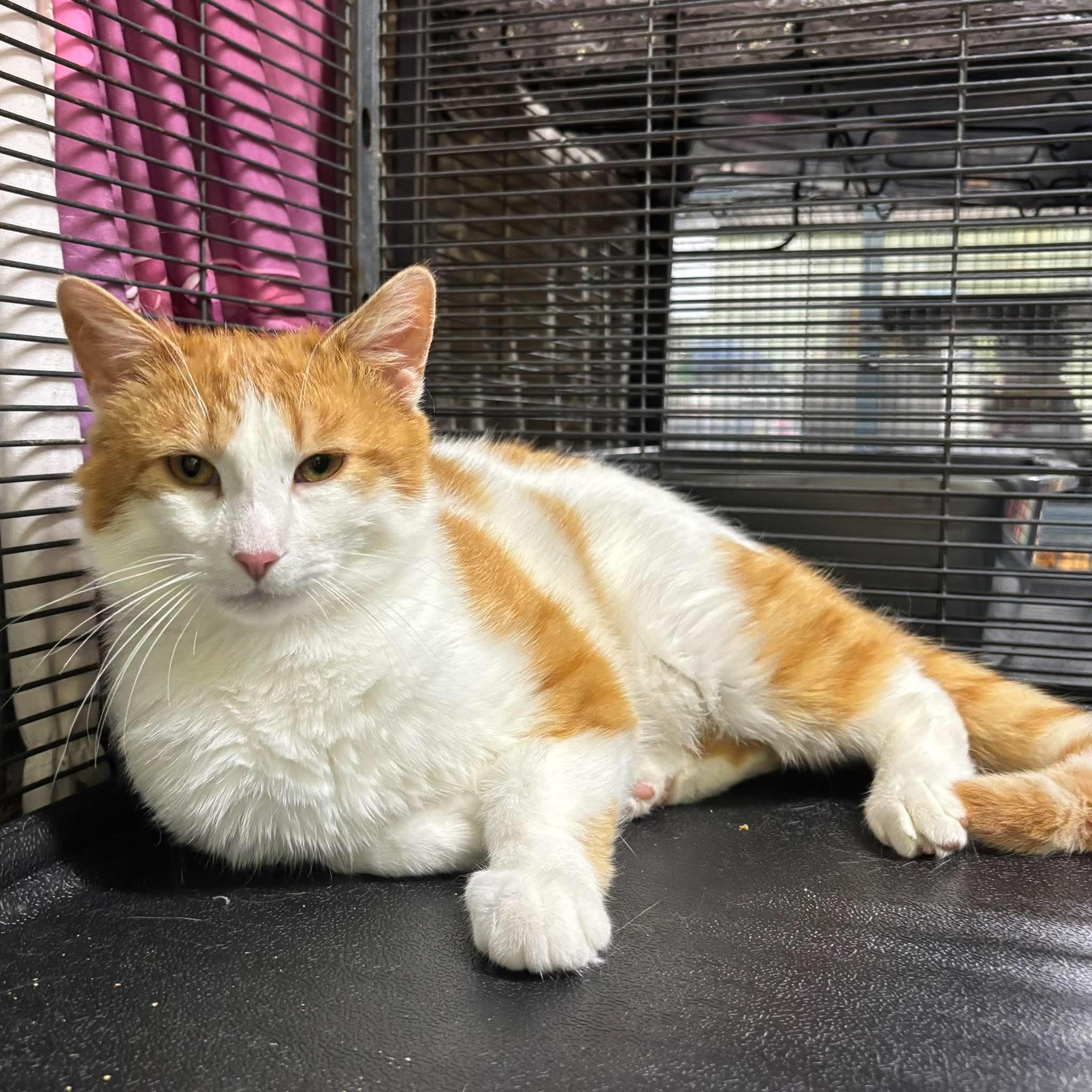 ANGUS, a Adoptable Domestic Short Hair in Tillsonburg, ON image 1/5