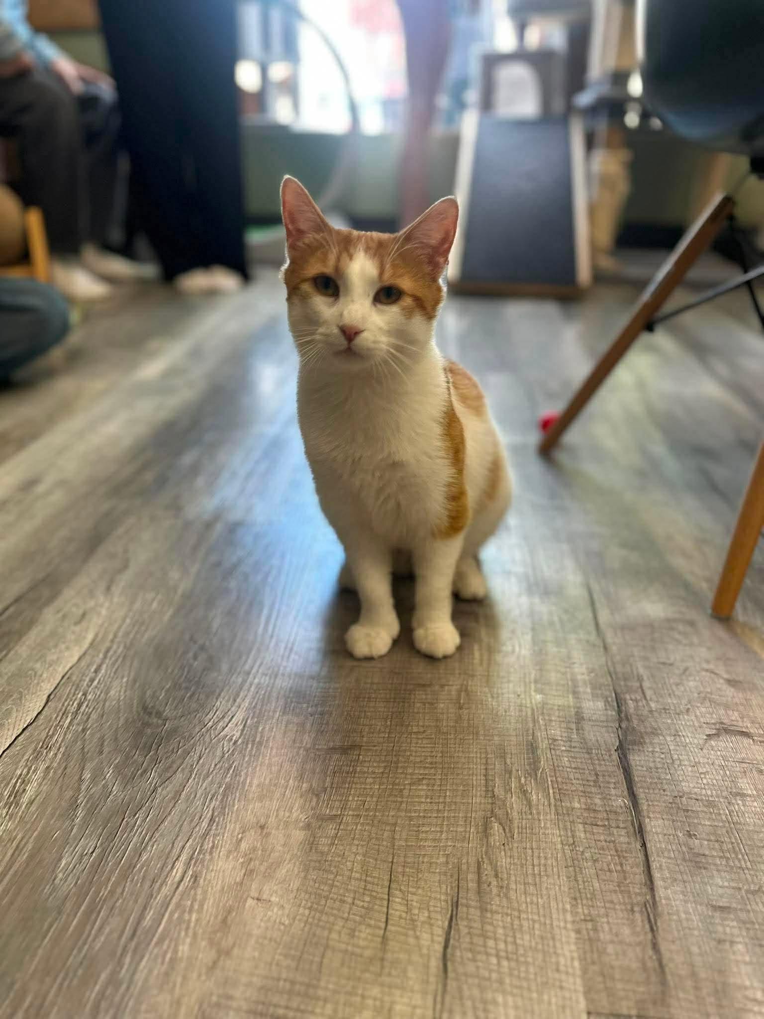 ANGUS, a Adoptable Domestic Short Hair in Tillsonburg, ON image 2/6
