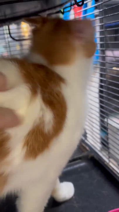 Enlarge ANGUS, a Adoptable Domestic Short Hair in Tillsonburg, ON video 5/5