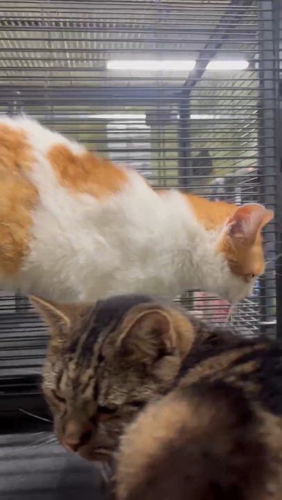 Enlarge ANGUS, a Adoptable Domestic Short Hair in Tillsonburg, ON video 4/5