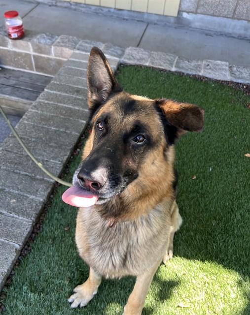 Enlarge Buddy, a Adoptable German Shepherd Dog in Phoenix, OR image 2/4