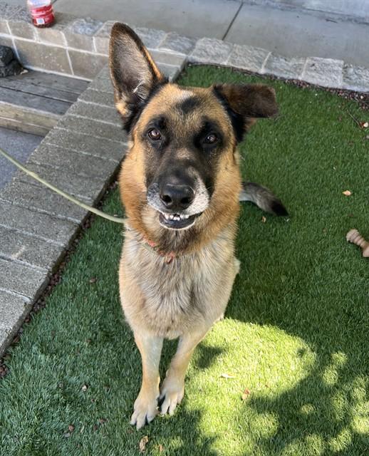 Enlarge Buddy, a Adoptable German Shepherd Dog in Phoenix, OR image 1/4
