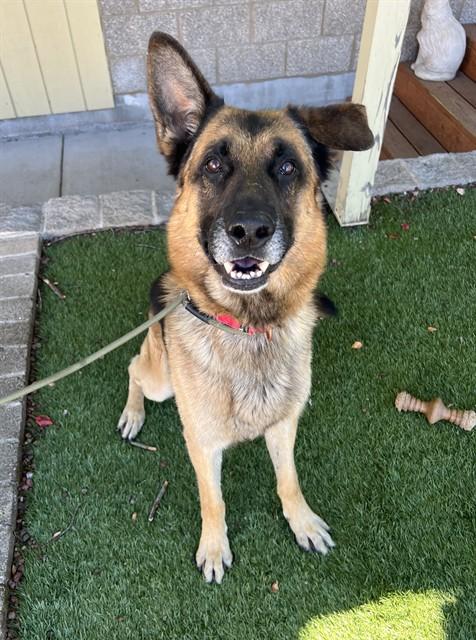 Enlarge Buddy, a Adoptable German Shepherd Dog in Phoenix, OR image 3/4