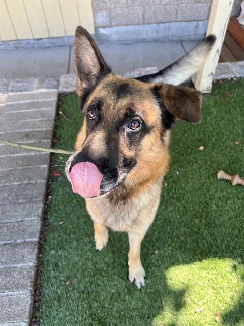 Enlarge Buddy, a Adoptable German Shepherd Dog in Phoenix, OR image 4/4