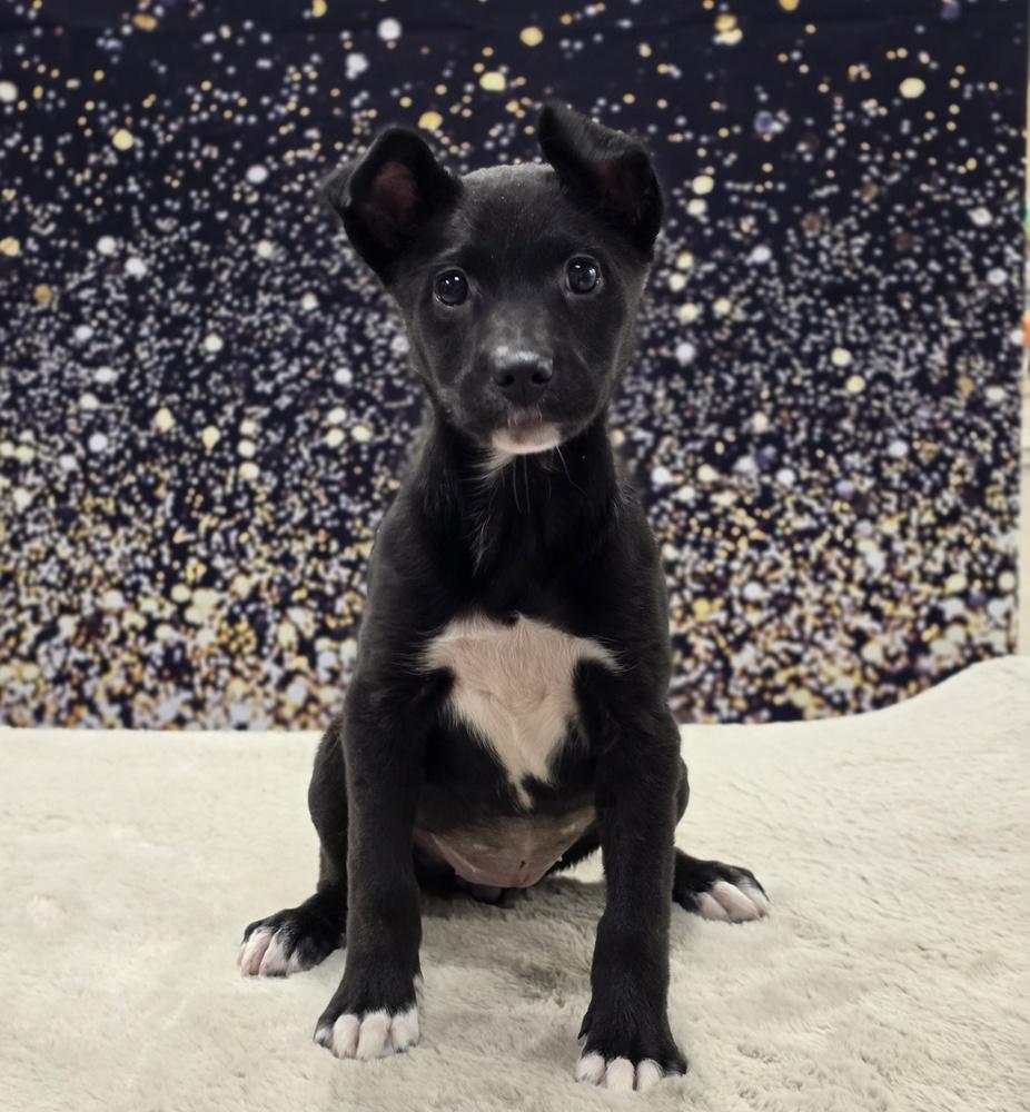 Francesca, Adoptable, Puppy Female Labrador Retriever.