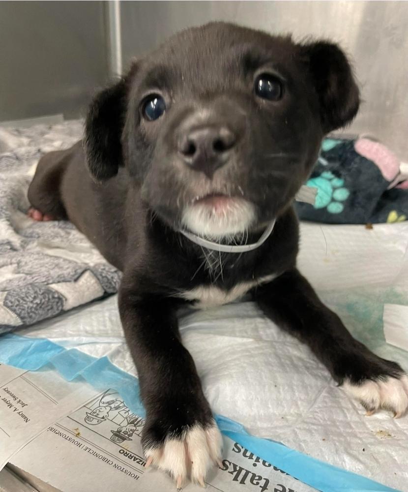 Enlarge Francesca, a Adoptable mixed breed in Sedalia, CO image 2/3