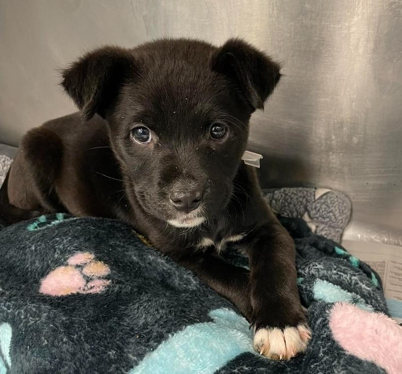 Enlarge Francesca, a Adoptable mixed breed in Sedalia, CO image 3/3