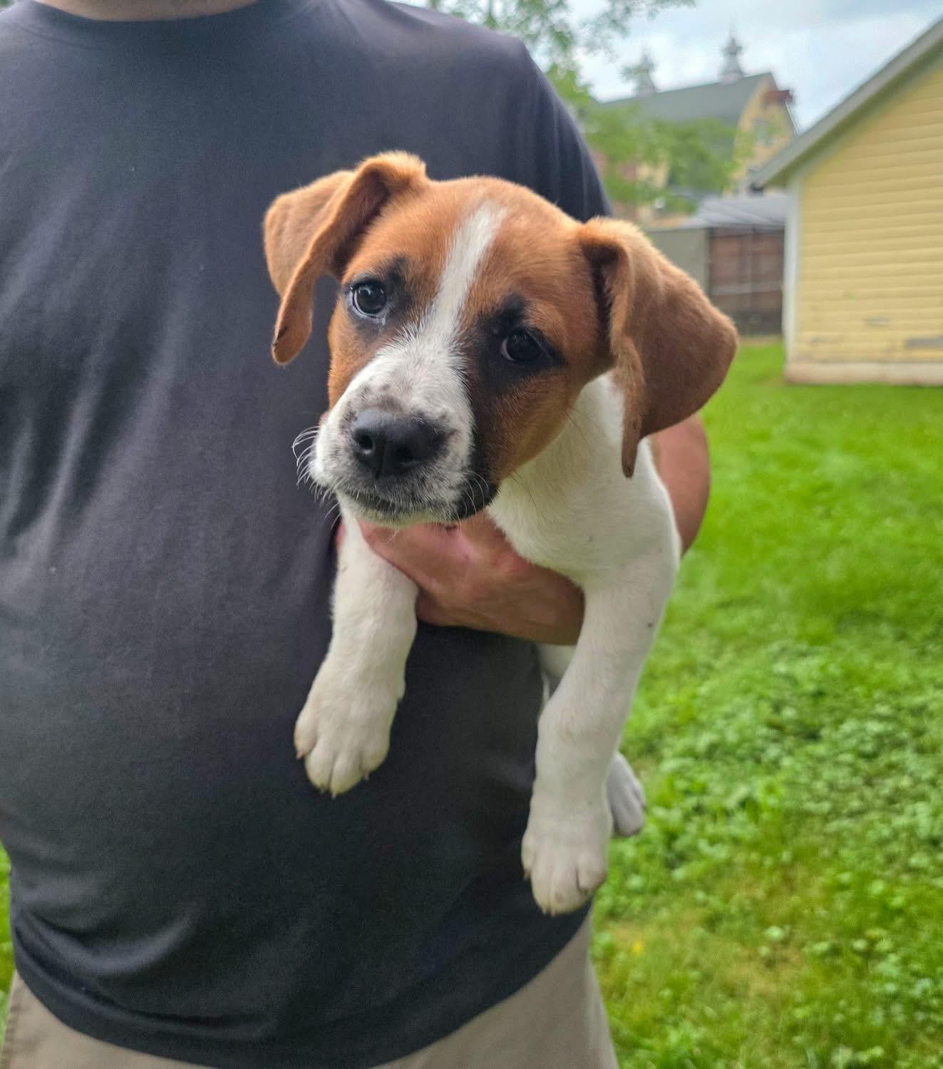 Enlarge Meadow, an adopted mixed breed in Salamanca, NY image 1/1