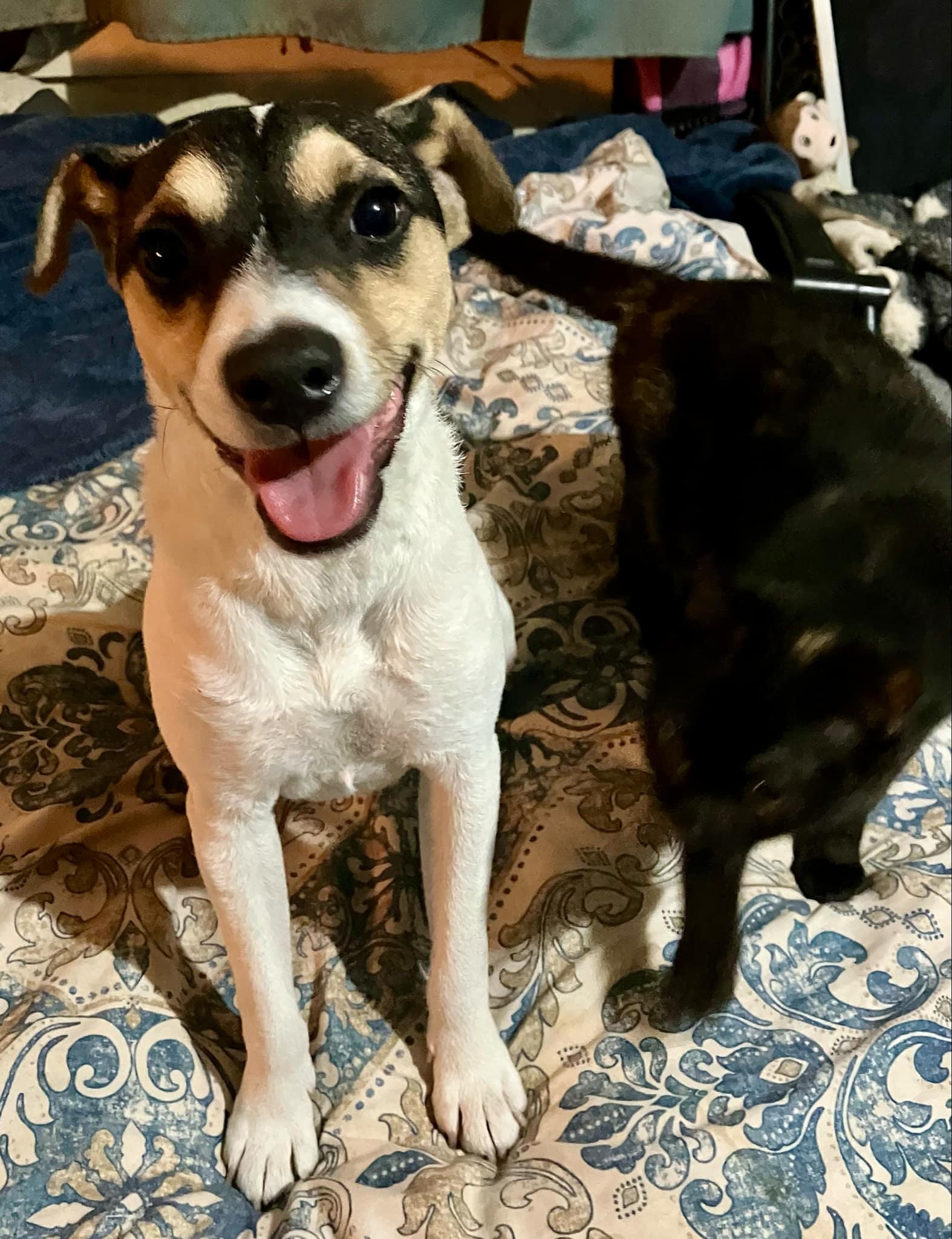 Dukie, Adopted, Young Male Rat Terrier.