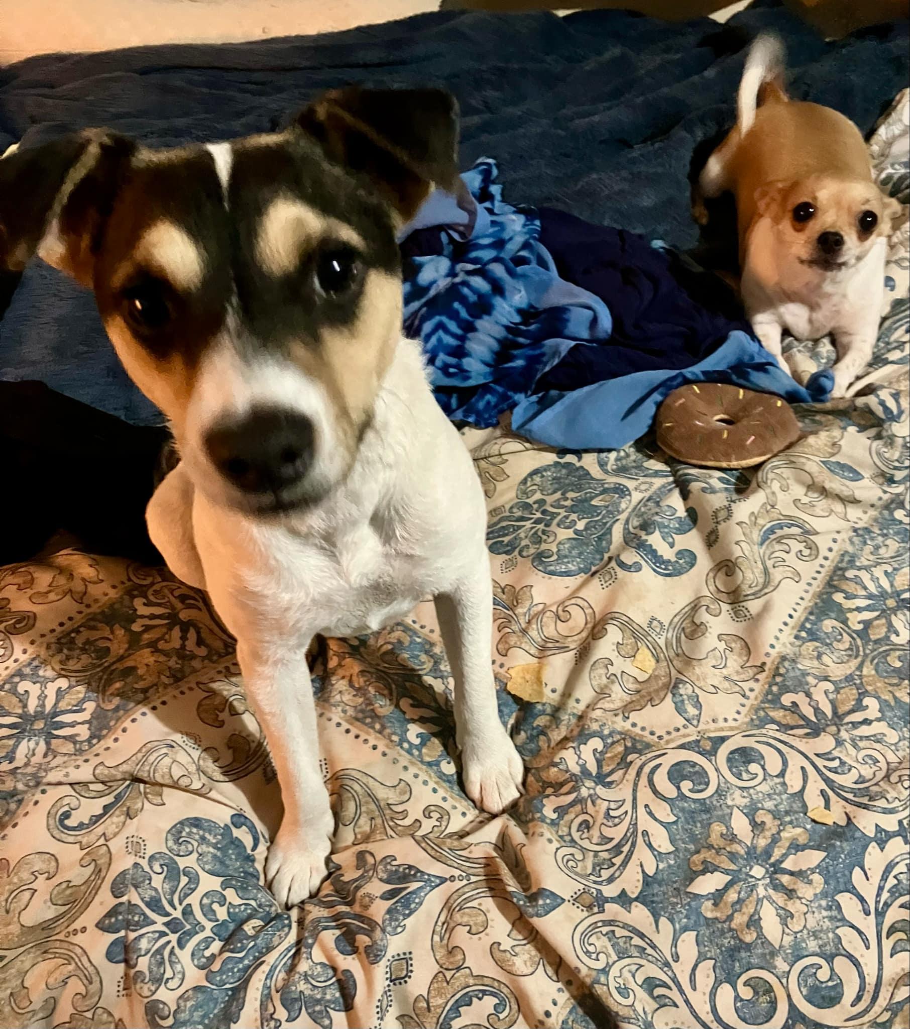 Dukie, a Adopted Rat Terrier in Beaverton, OR image 2/5