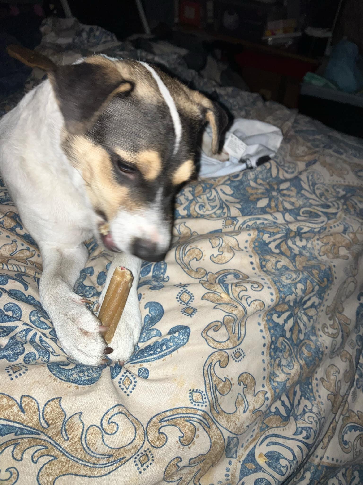 Dukie, a Adopted Rat Terrier in Beaverton, OR image 3/5