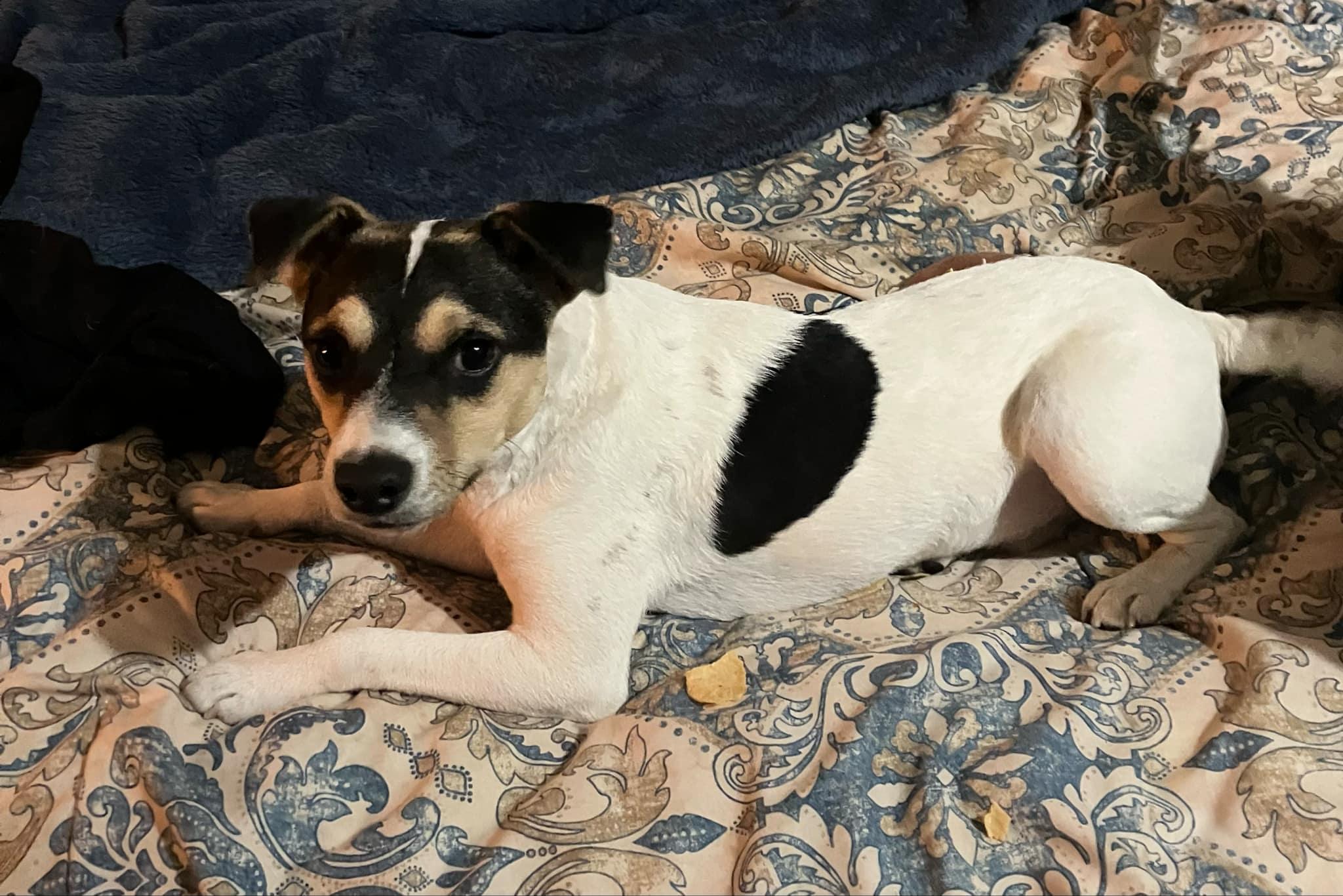 Dukie, a Adopted Rat Terrier in Beaverton, OR image 4/5