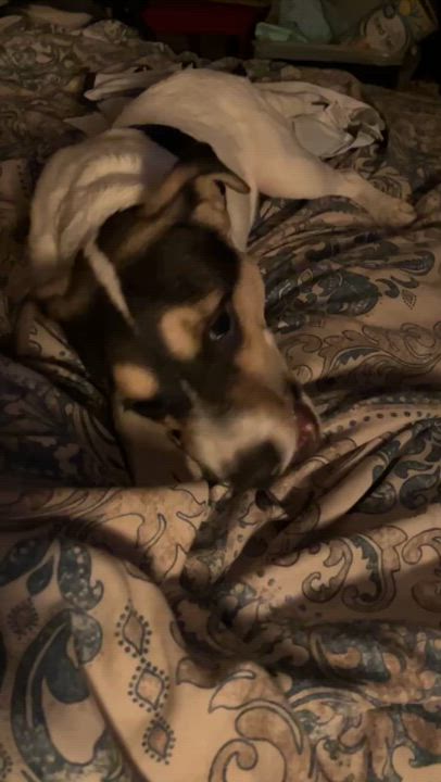 Enlarge Dukie, a Adopted Rat Terrier in Beaverton, OR video 5/5