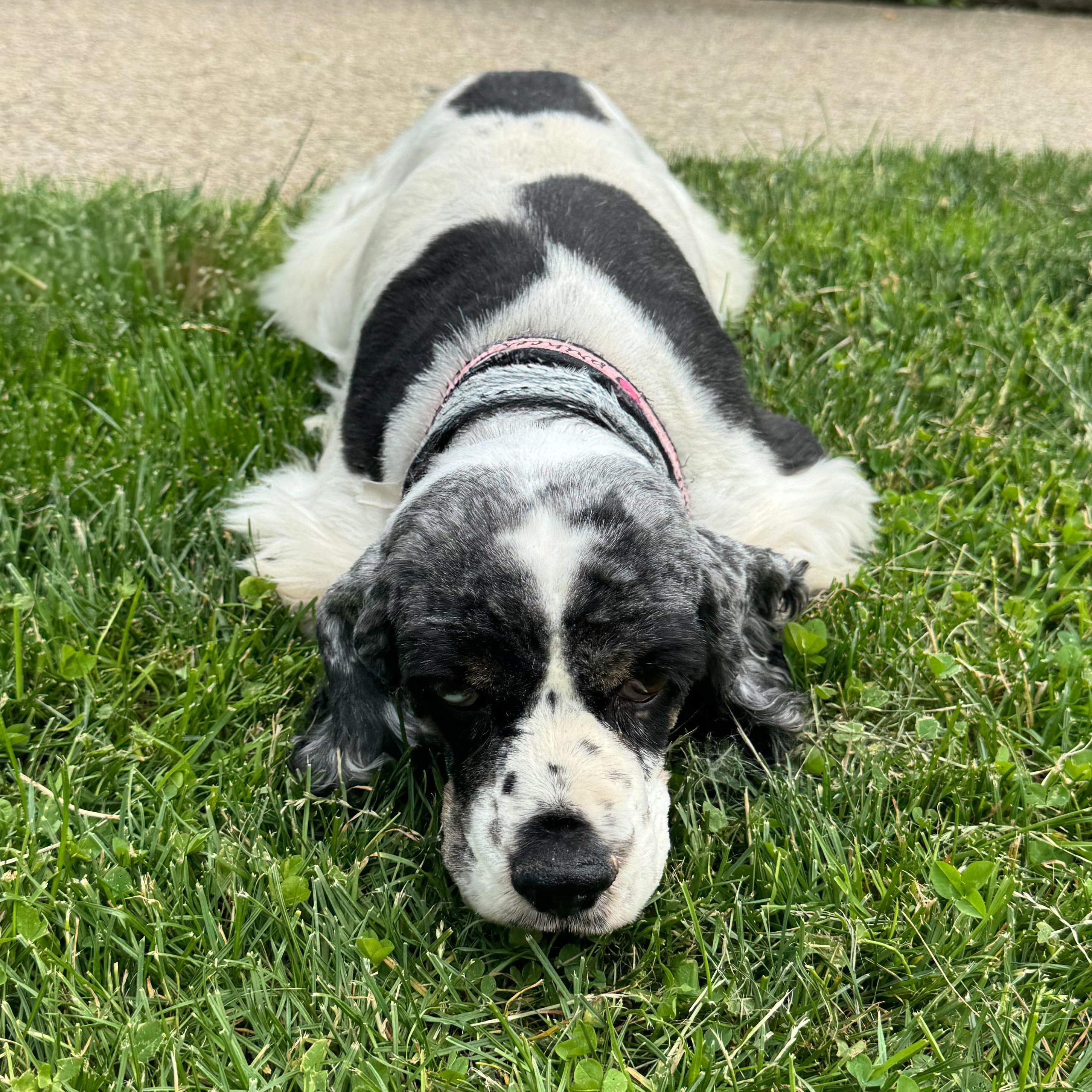 Enlarge Myra, a Adoptable mixed breed in Latrobe, PA image 2/5