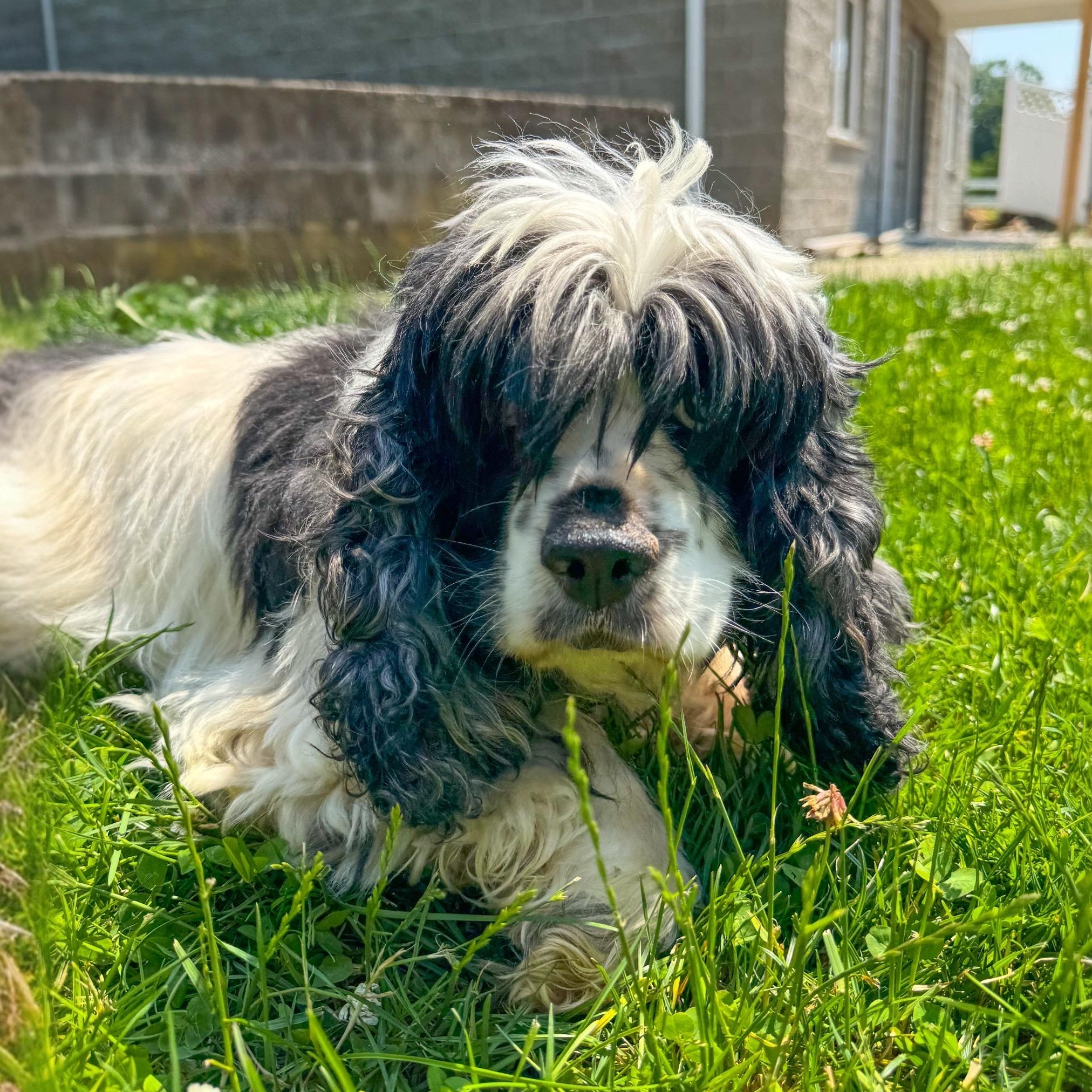 Enlarge Myra, a Adoptable mixed breed in Latrobe, PA image 3/5