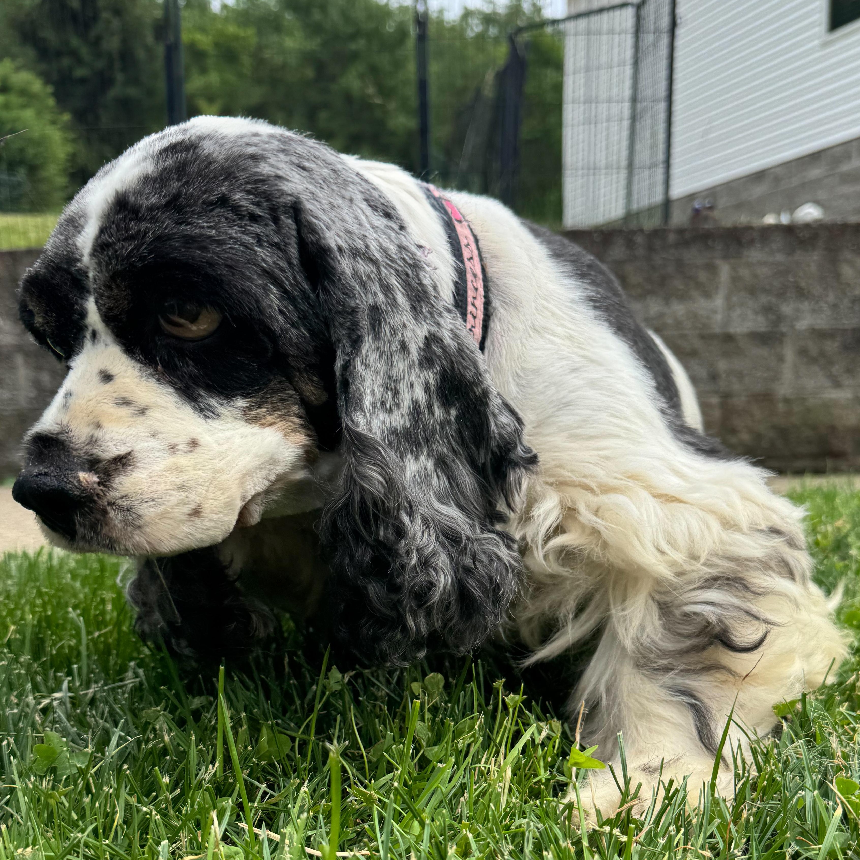 Enlarge Myra, a Adoptable mixed breed in Latrobe, PA image 1/5