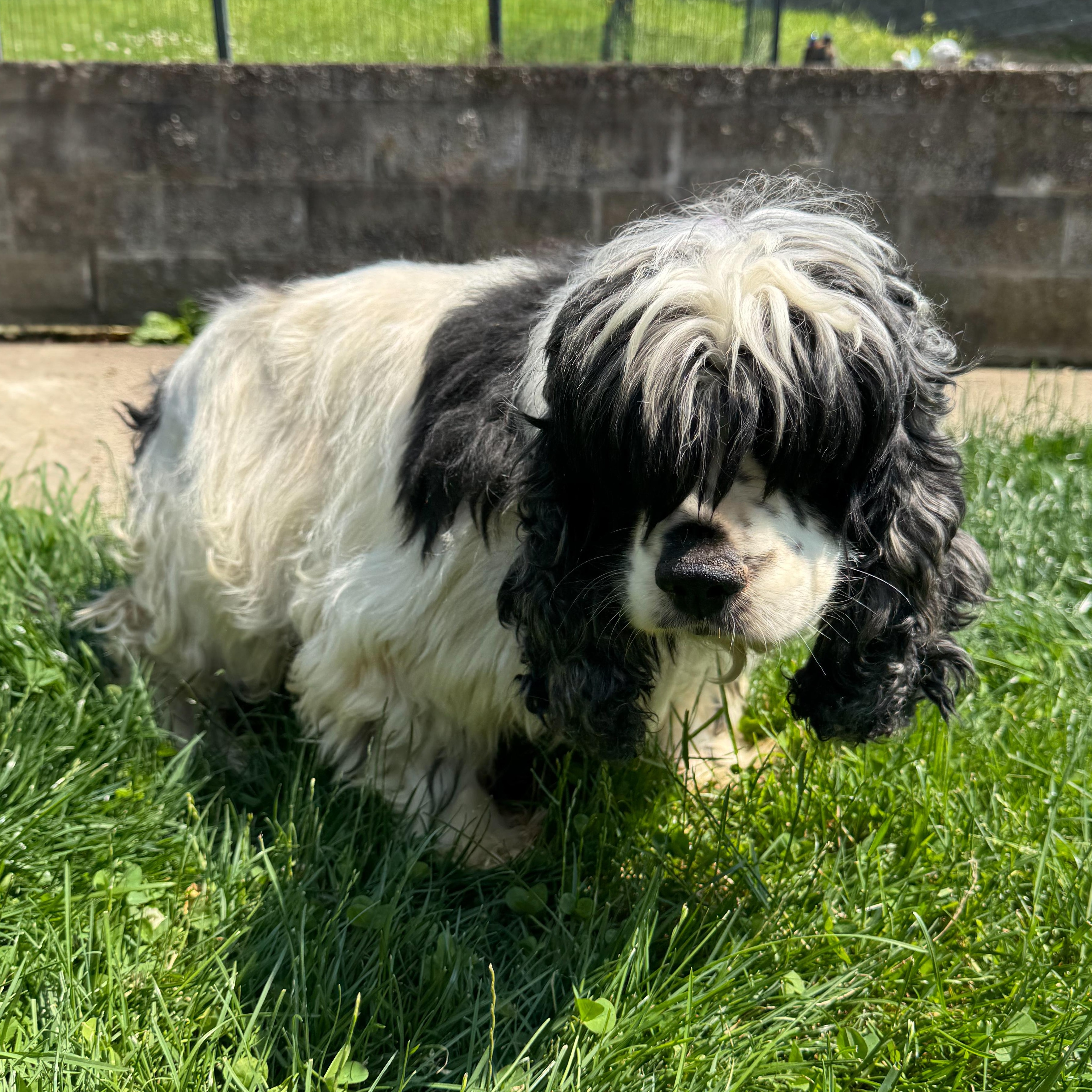 Enlarge Myra, a Adoptable mixed breed in Latrobe, PA image 5/5