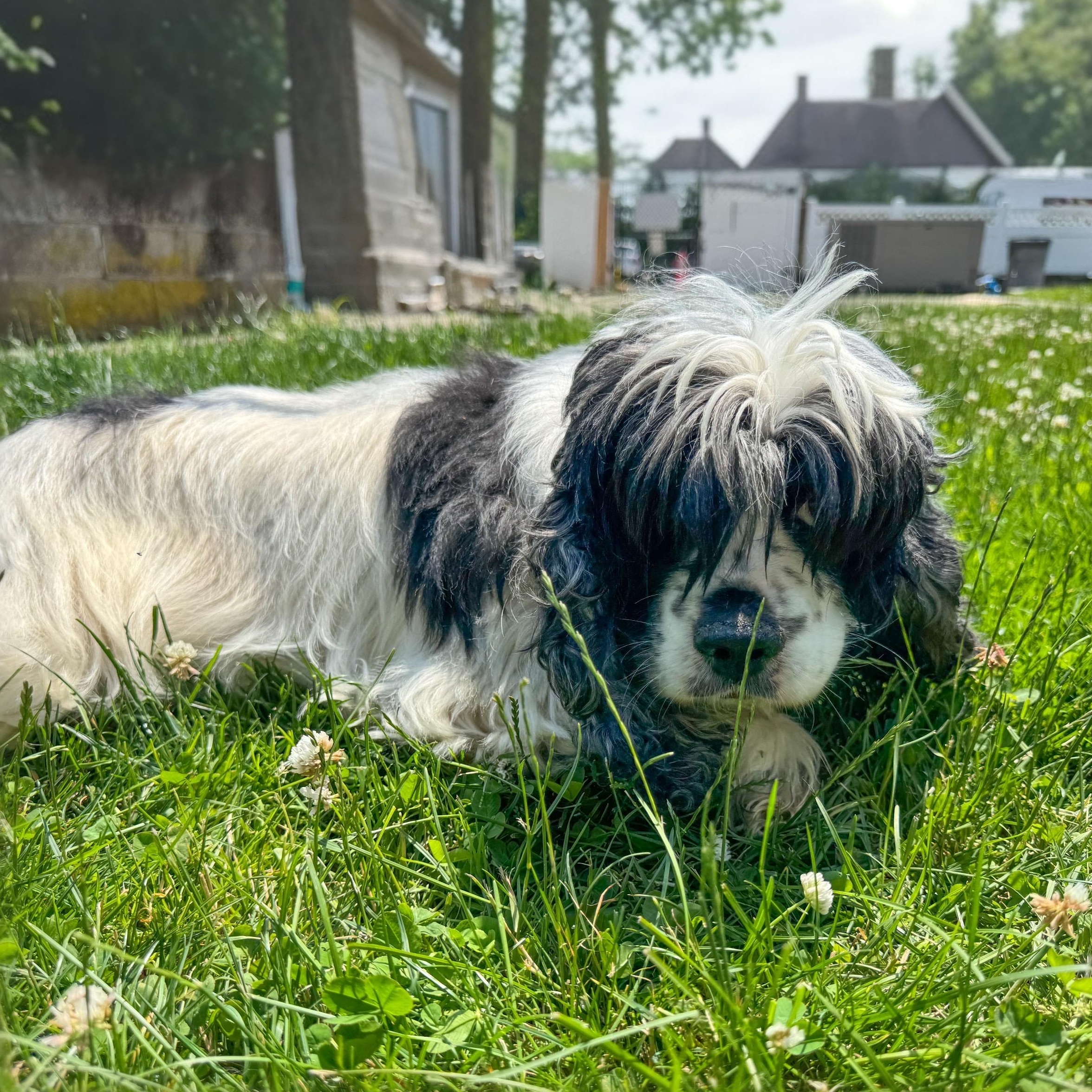 Enlarge Myra, a Adoptable mixed breed in Latrobe, PA image 4/5