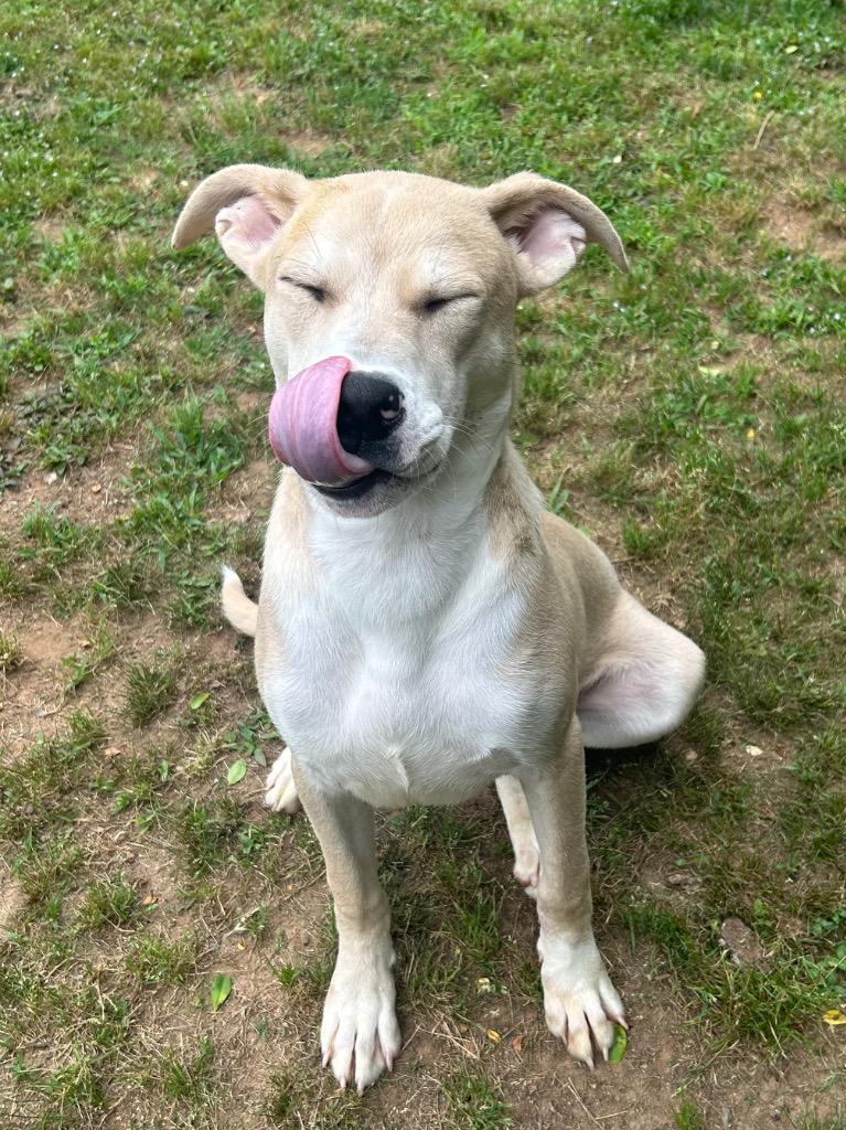Bingo, Adoptable, Young Male Terrier.