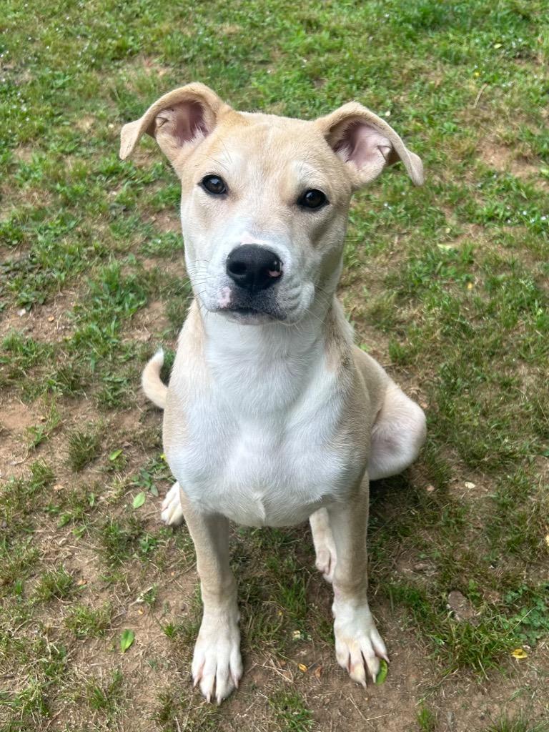 Enlarge Bingo, a Adoptable Terrier in Benton, AR image 2/2