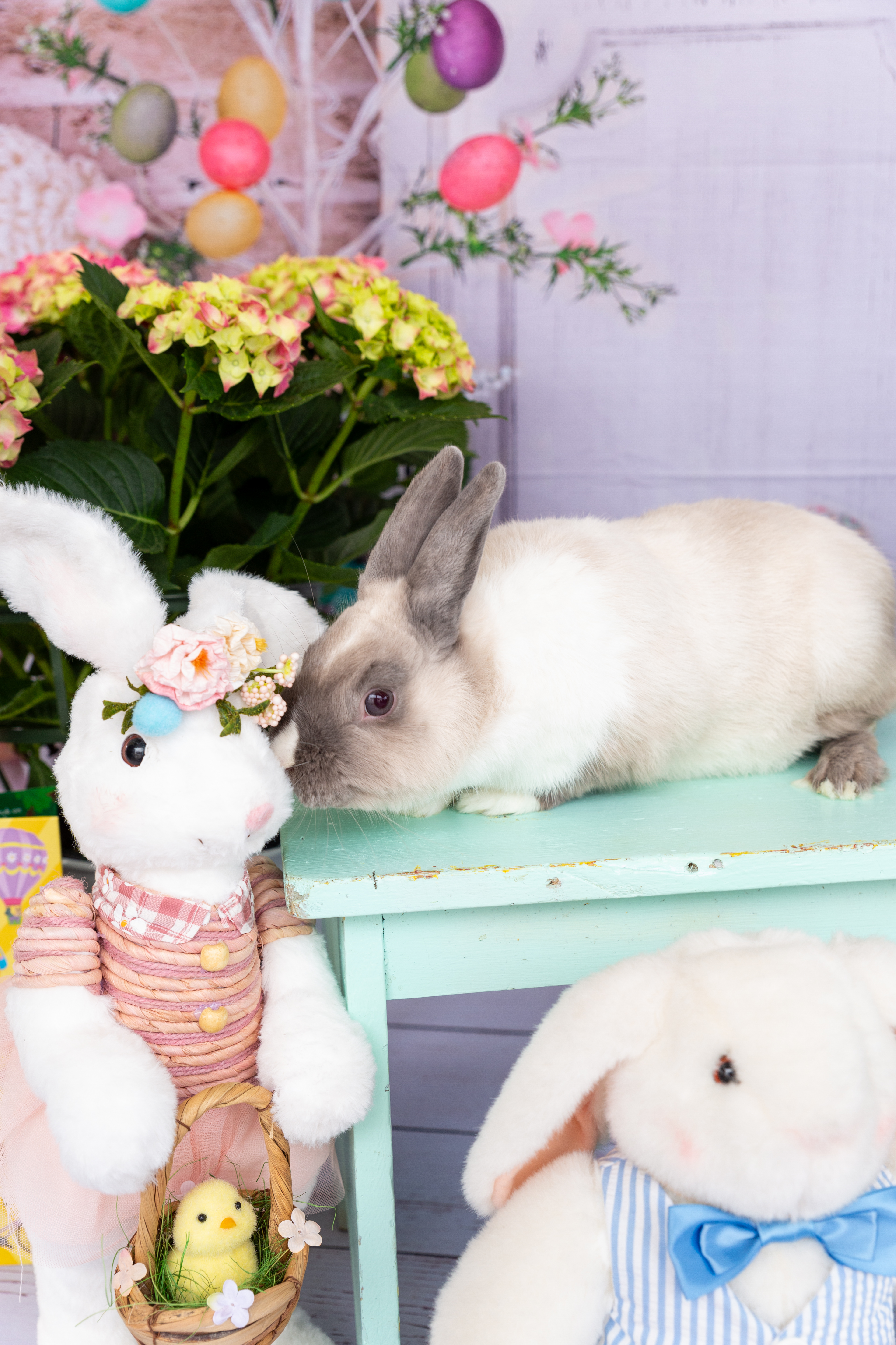 Widget, Adopted, Adult Male Bunny Rabbit.