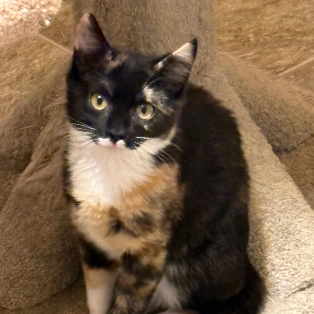 Daphne, Adoptable, Kitten Female Domestic Short Hair.