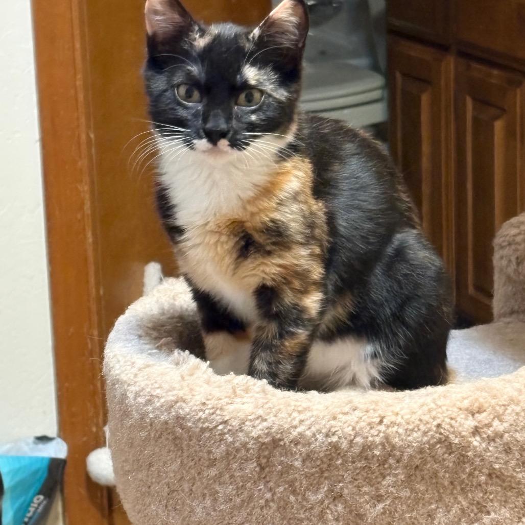 Daphne, a Adoptable Domestic Short Hair in Ashland, OR image 2/3