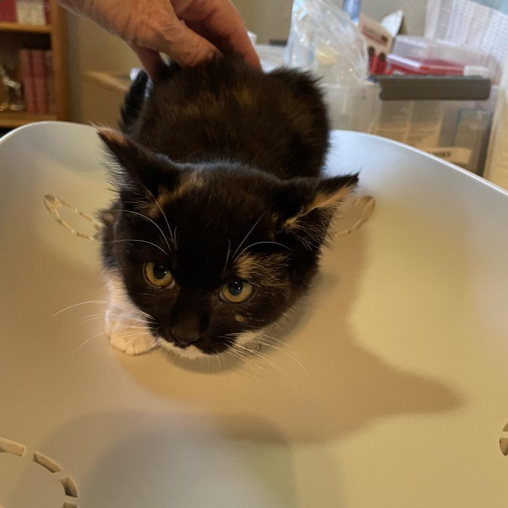 Daphne, a Adoptable Domestic Short Hair in Ashland, OR image 3/3