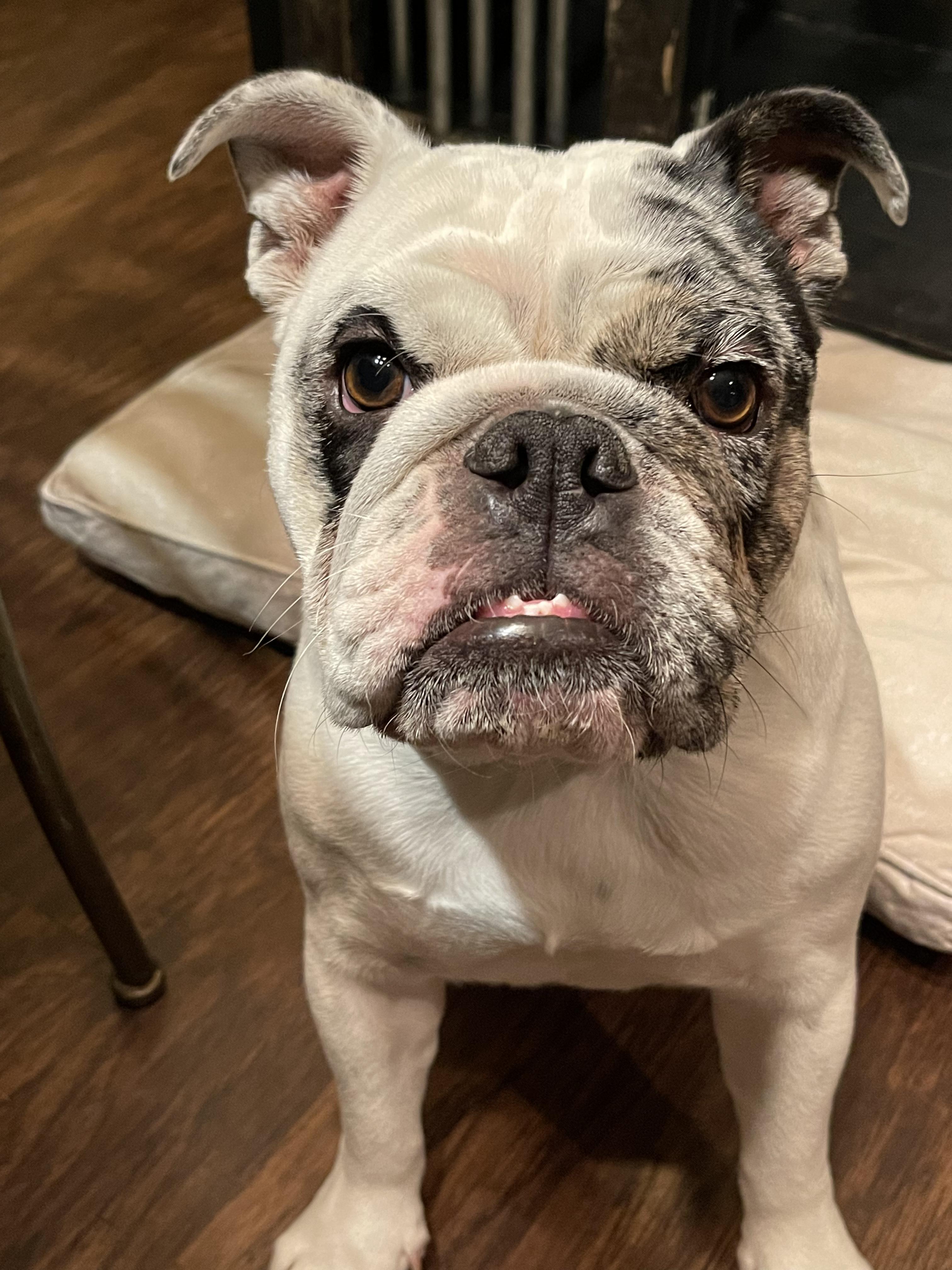 Stella, a Adopted English Bulldog in Cuero, TX image 1/6