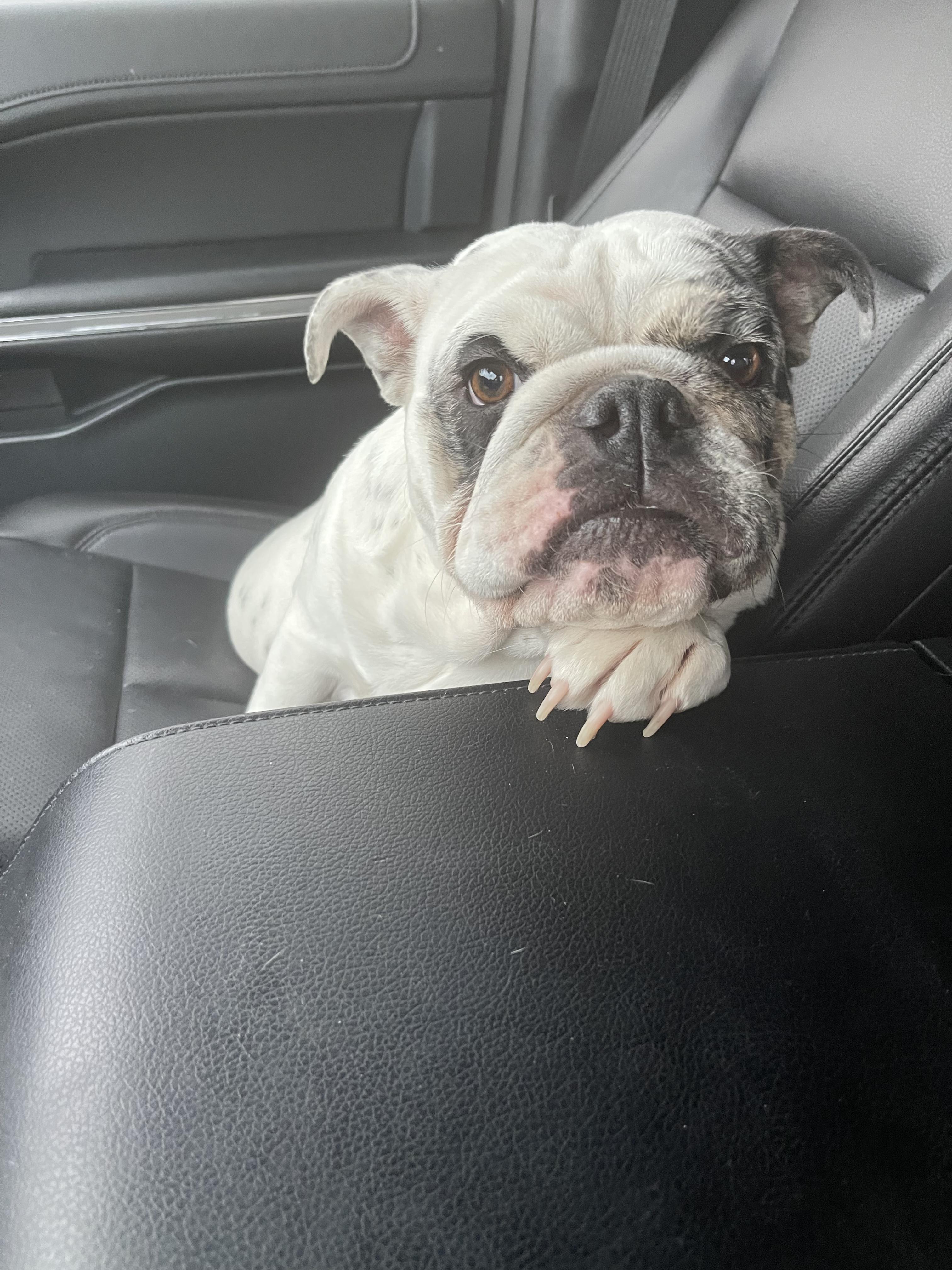 Stella, a Adopted English Bulldog in Cuero, TX image 2/6
