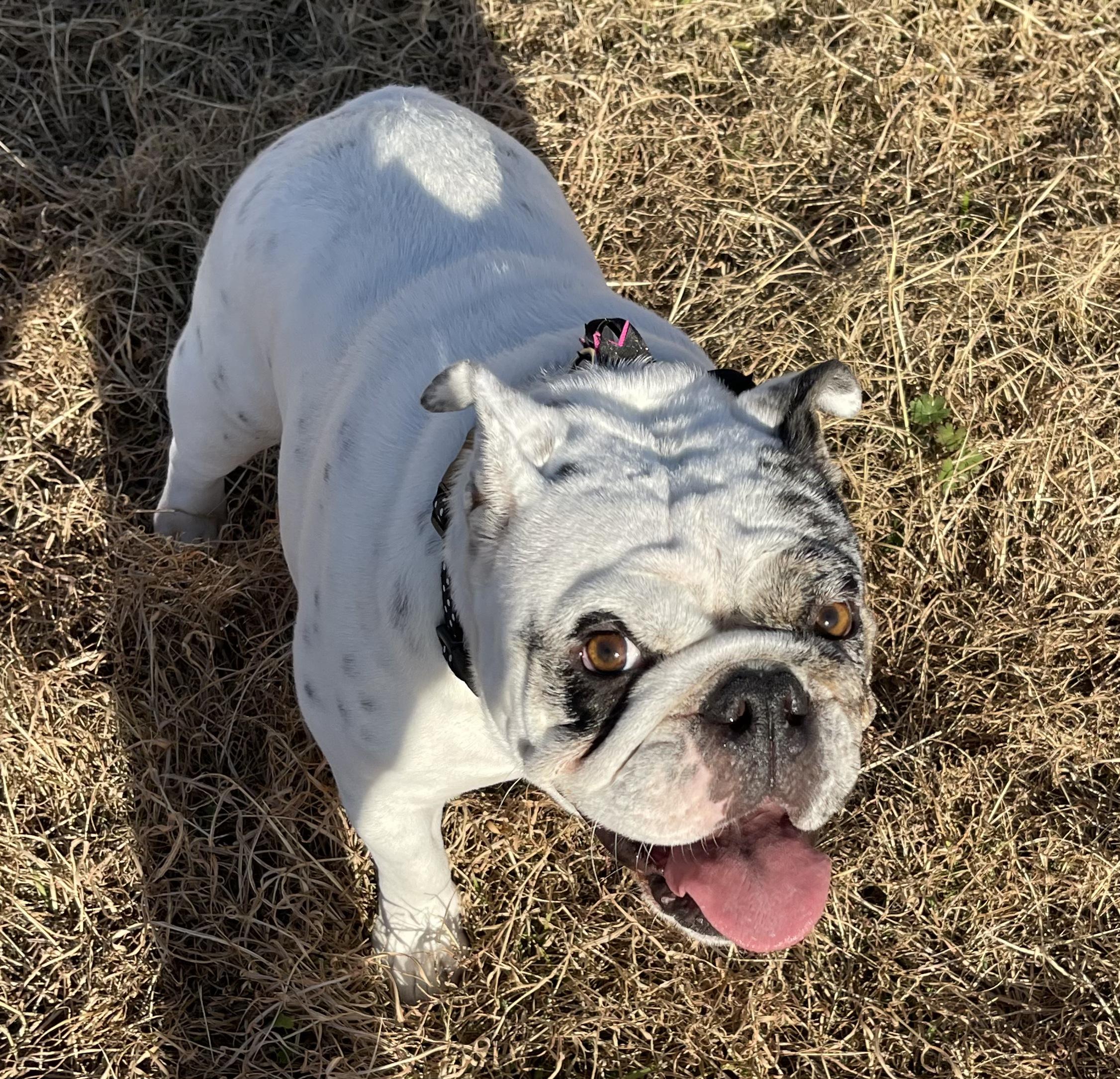 Stella, a Adopted English Bulldog in Cuero, TX image 3/6