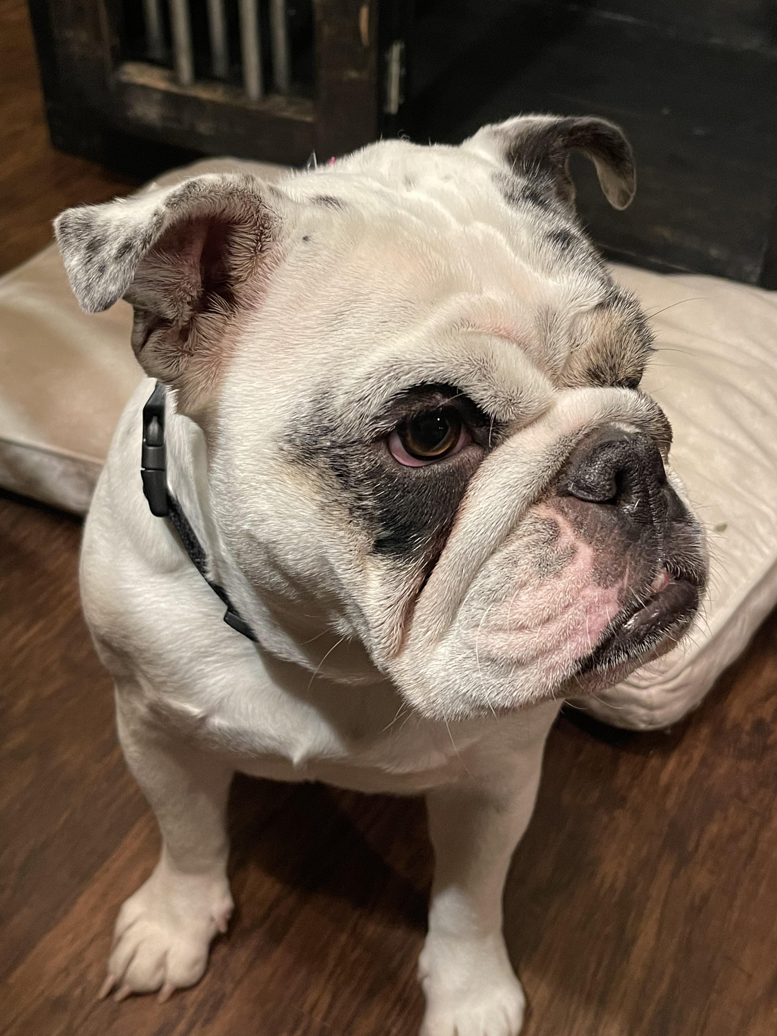 Stella, a Adopted English Bulldog in Cuero, TX image 4/6