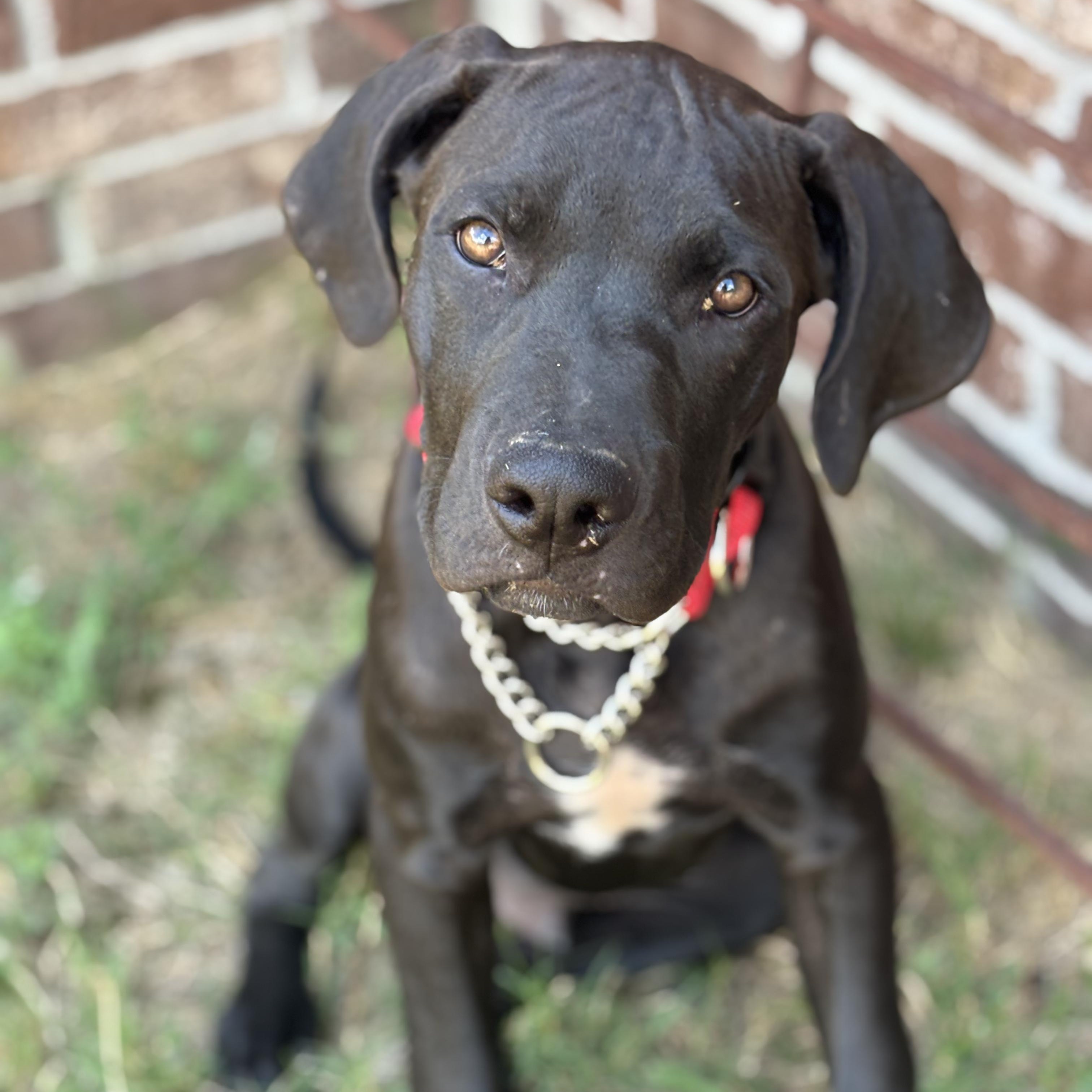 Jackson