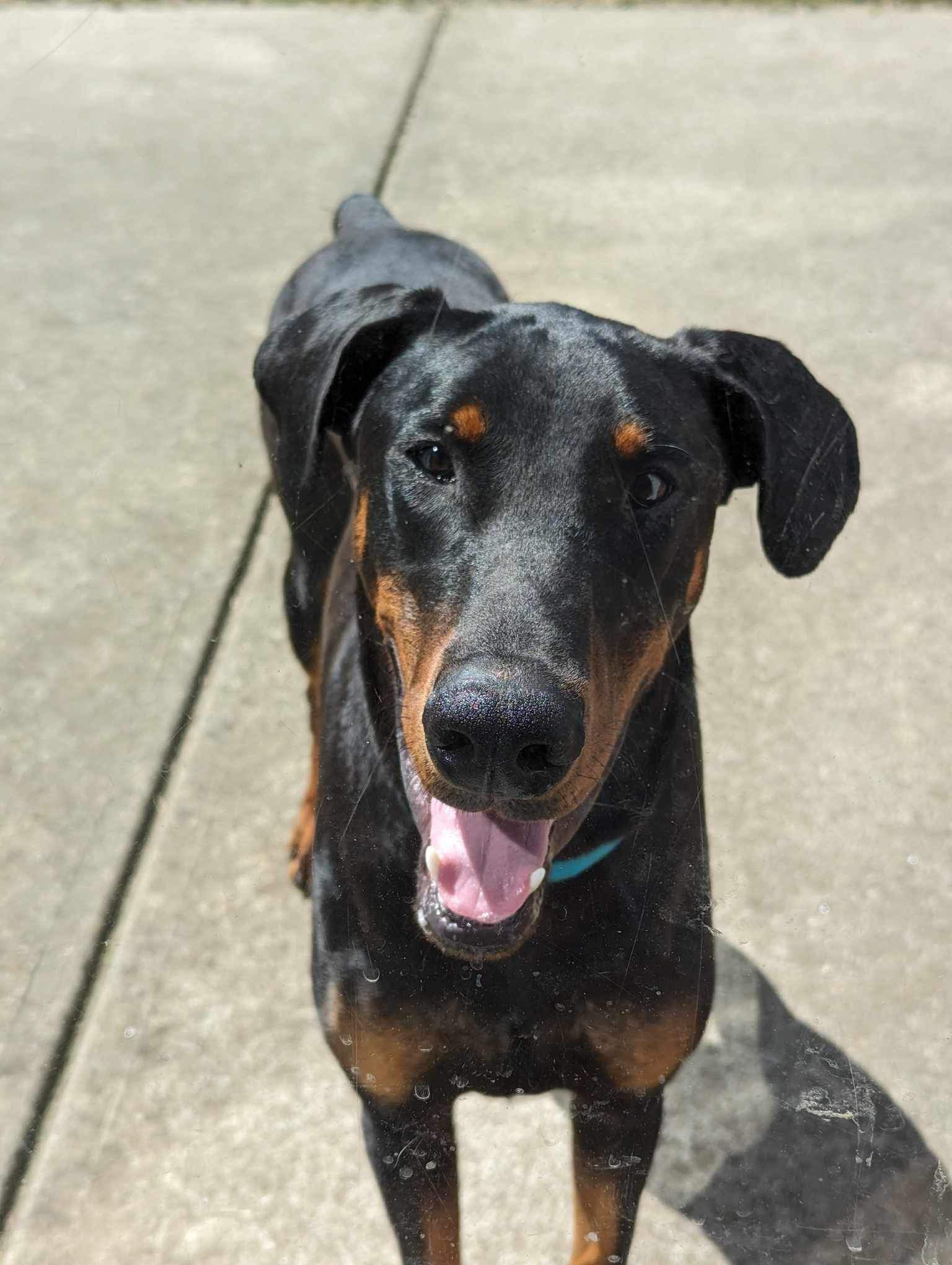 Niko, Adopted, Young Male Doberman Pinscher.