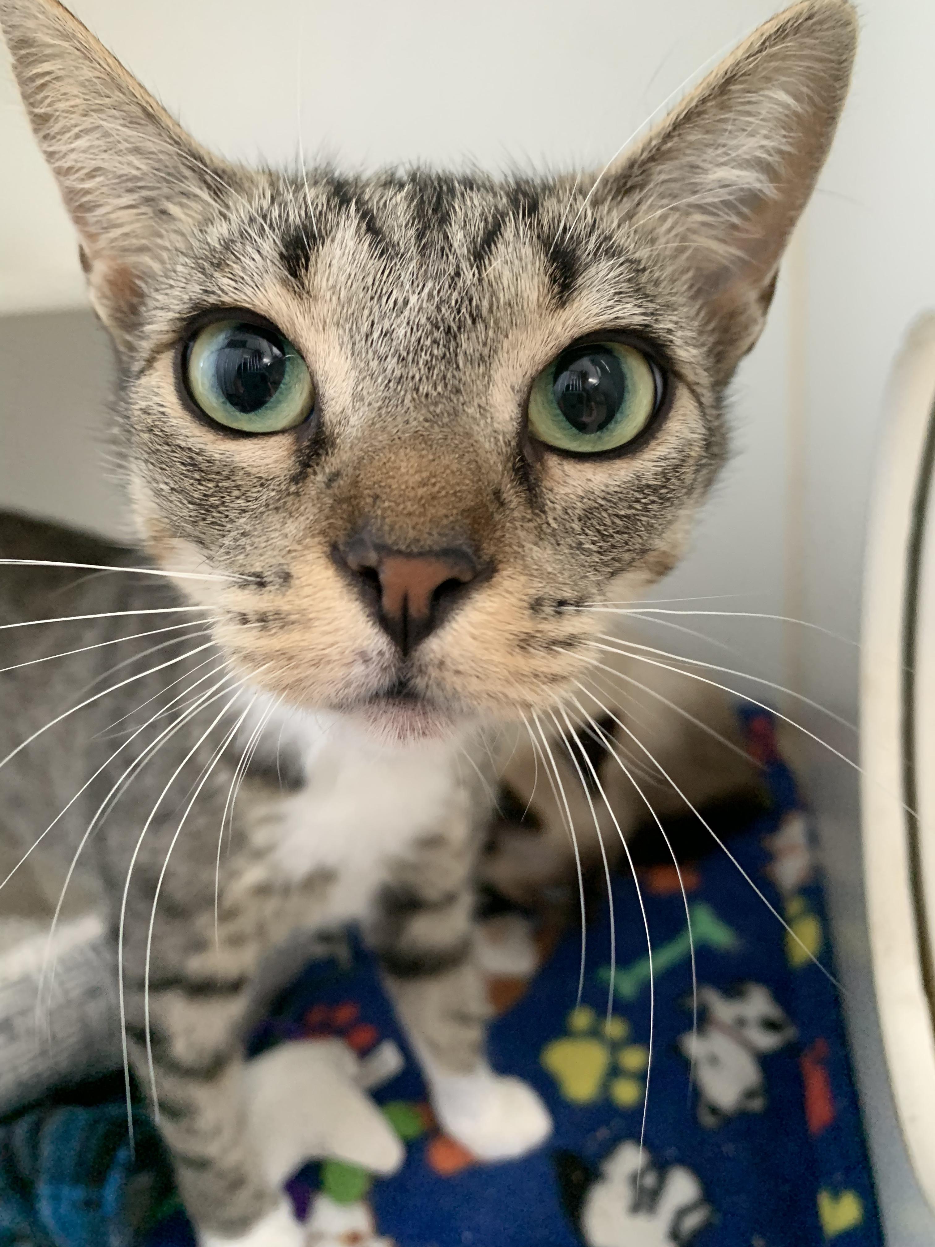 Enlarge Mom Jeans, an adopted Domestic Short Hair in Grass Valley, CA image 5/5